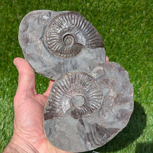 Pseudolioceras ammonite pair North Yorkshire fossils - North Yorkshire Fossils