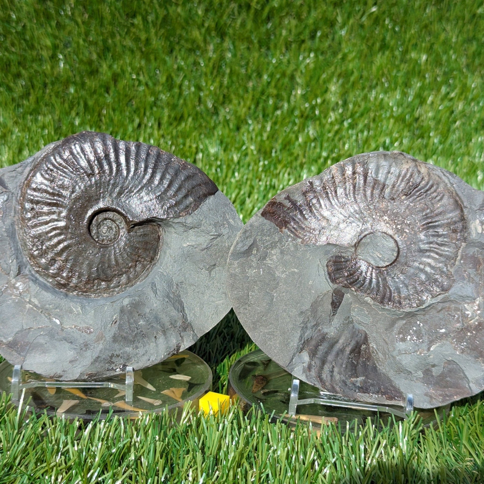 Pseudolioceras ammonite pair North Yorkshire fossils - North Yorkshire Fossils