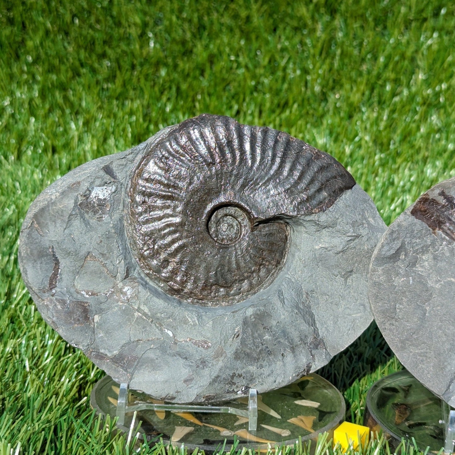 Pseudolioceras ammonite pair North Yorkshire fossils - North Yorkshire Fossils