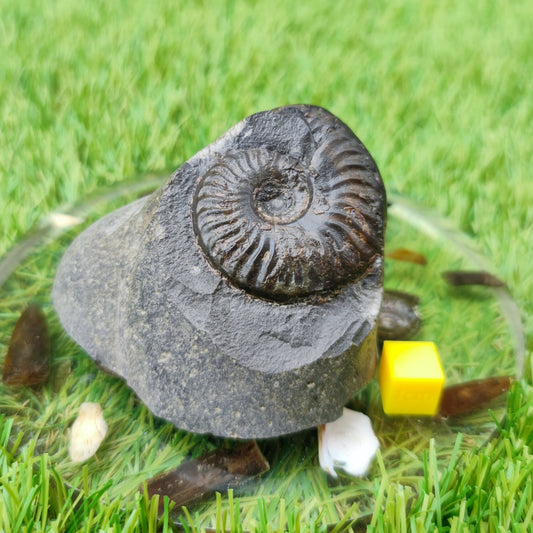 Pseudolioceras ammonite UK fossil North Yorkshire - North Yorkshire Fossils