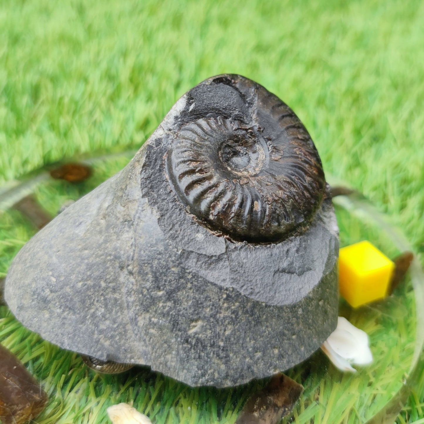 Pseudolioceras ammonite UK fossil North Yorkshire - North Yorkshire Fossils