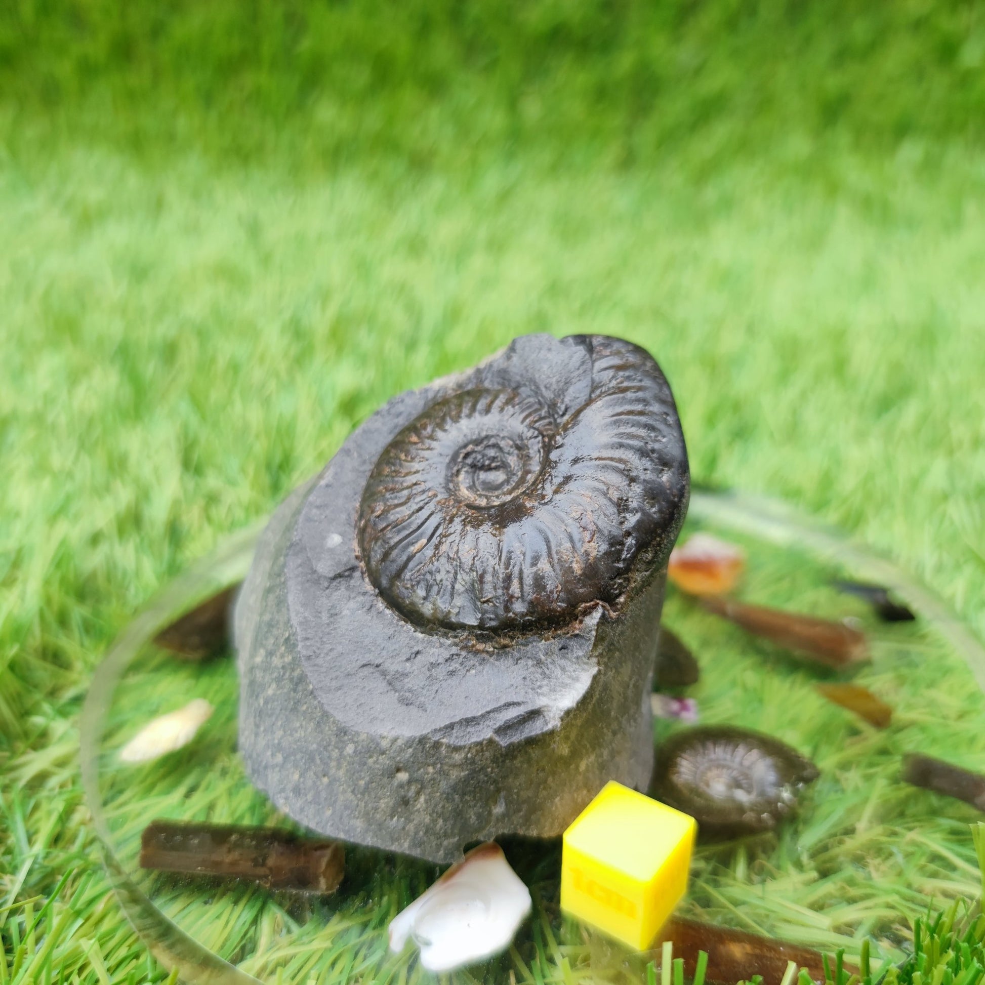 Pseudolioceras ammonite UK fossil North Yorkshire - North Yorkshire Fossils