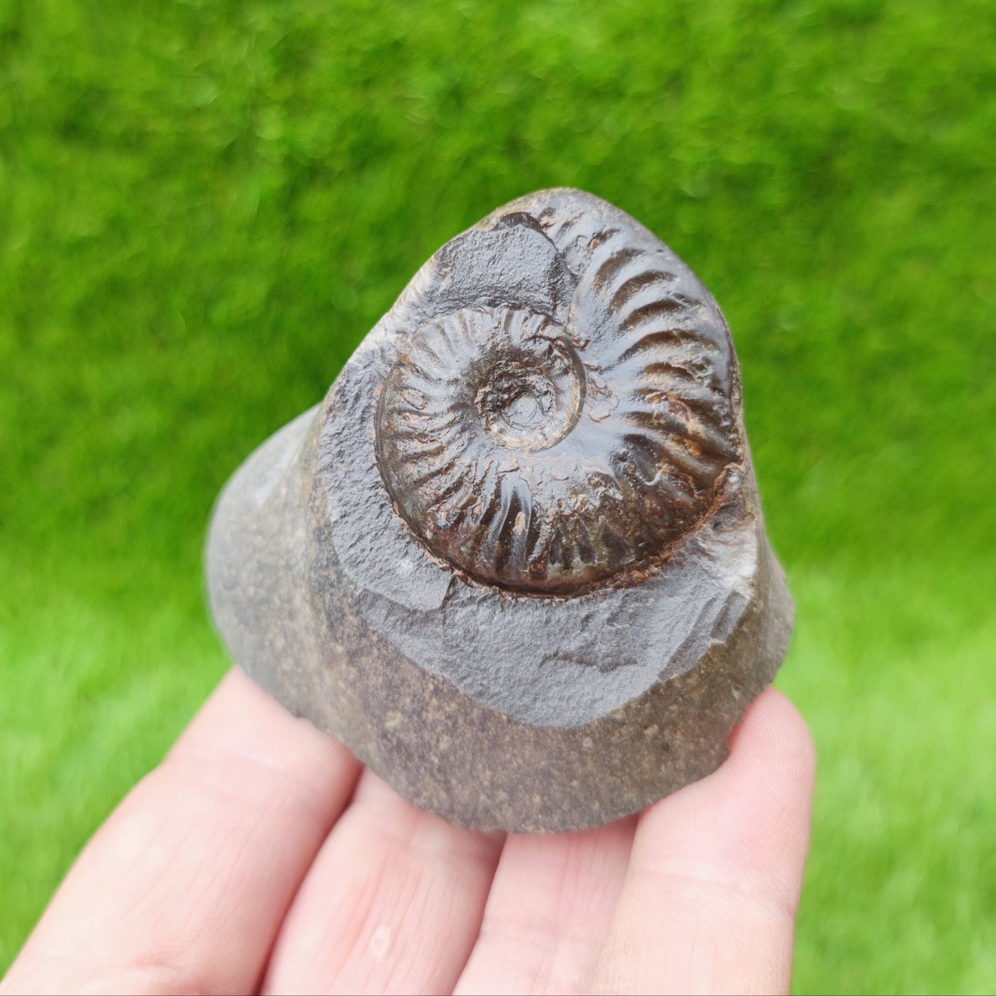 Pseudolioceras ammonite UK fossil North Yorkshire - North Yorkshire Fossils