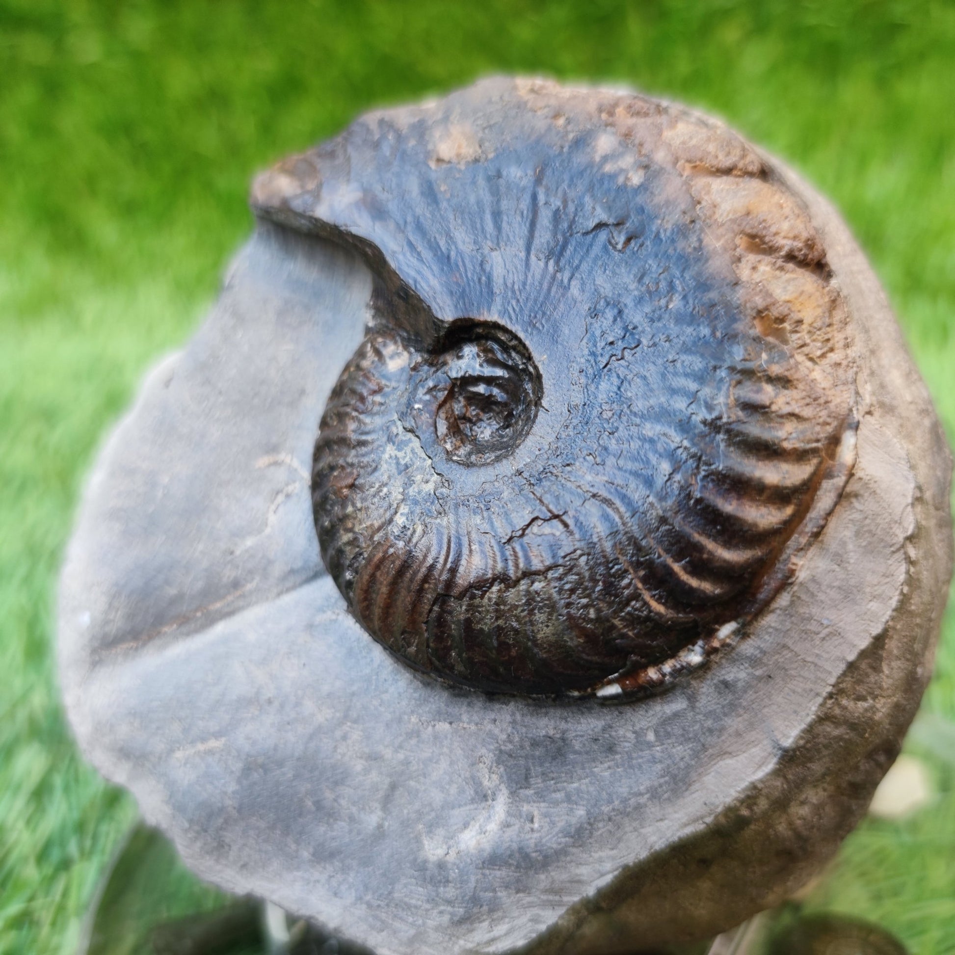 Pseudolioceras ammonite Whitby North Yorkshire fossils - North Yorkshire Fossils