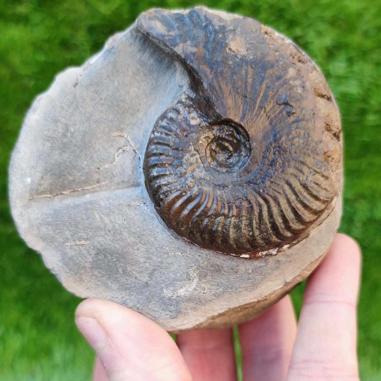 Pseudolioceras ammonite Whitby North Yorkshire fossils - North Yorkshire Fossils