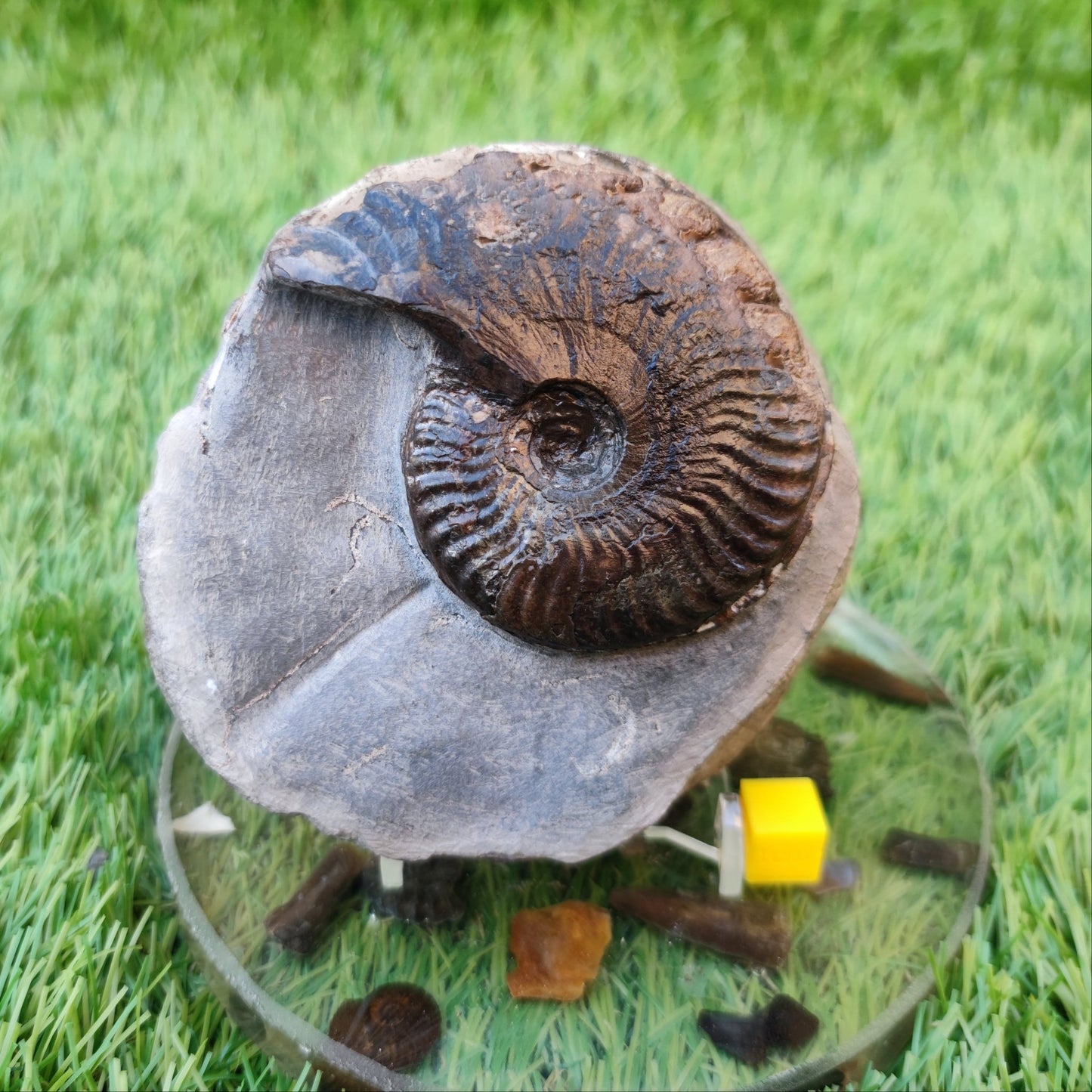 Pseudolioceras ammonite Whitby North Yorkshire fossils - North Yorkshire Fossils