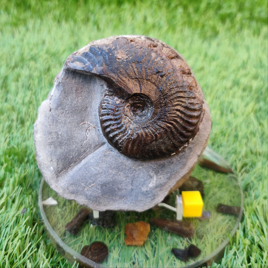 Pseudolioceras ammonite Whitby North Yorkshire fossils - North Yorkshire Fossils