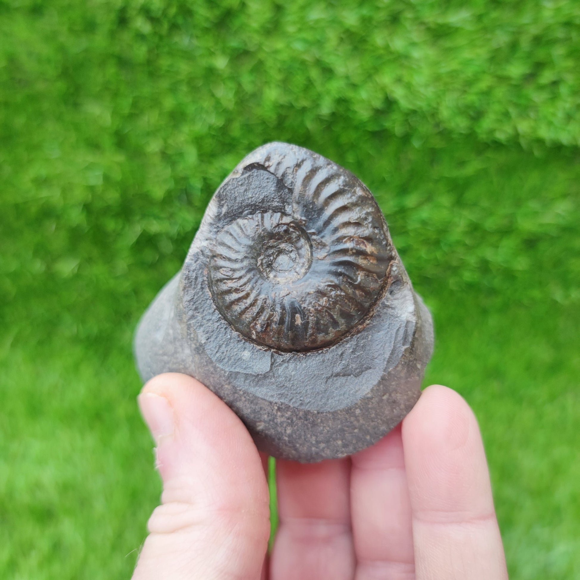 Pseudolioceras ammonite Whitby North Yorkshire fossils - North Yorkshire Fossils