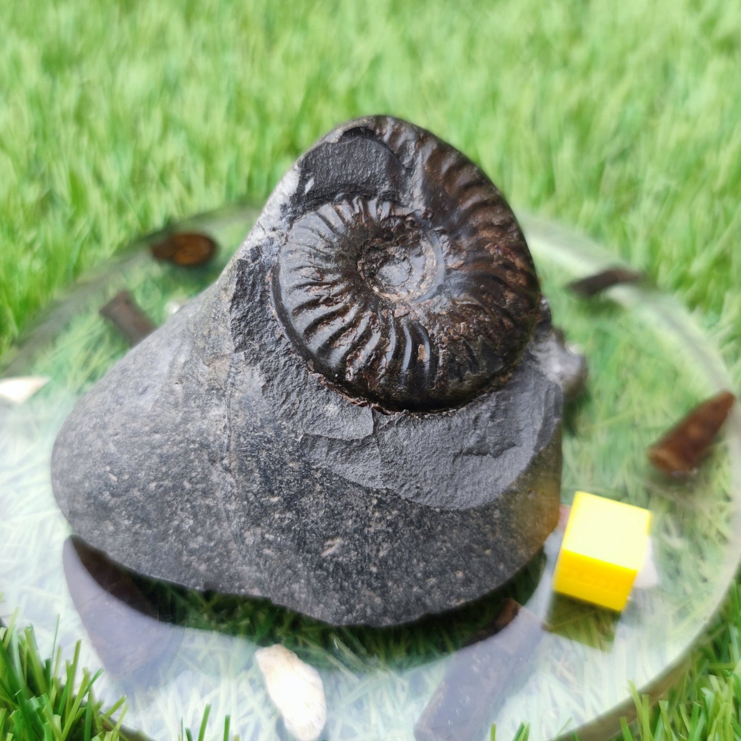 Pseudolioceras ammonite Whitby North Yorkshire fossils - North Yorkshire Fossils