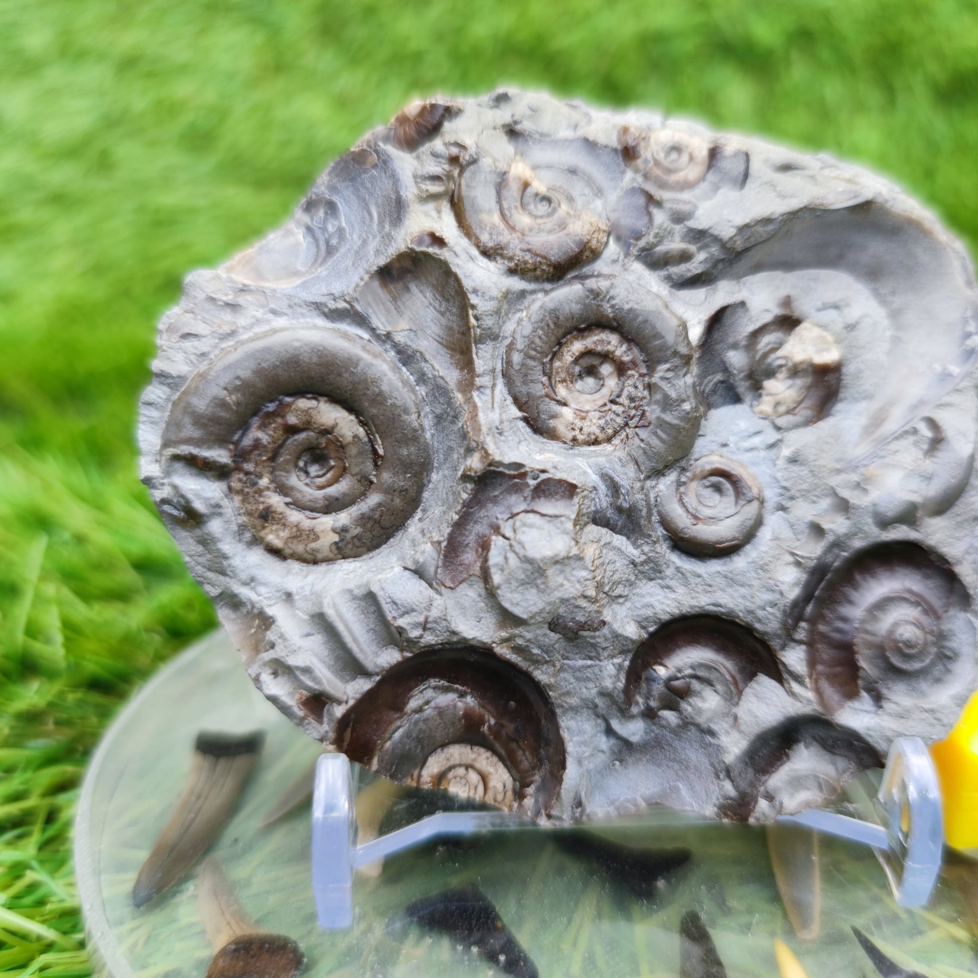 Psiloceras ammonite rare multi block lower lias - North Yorkshire Fossils
