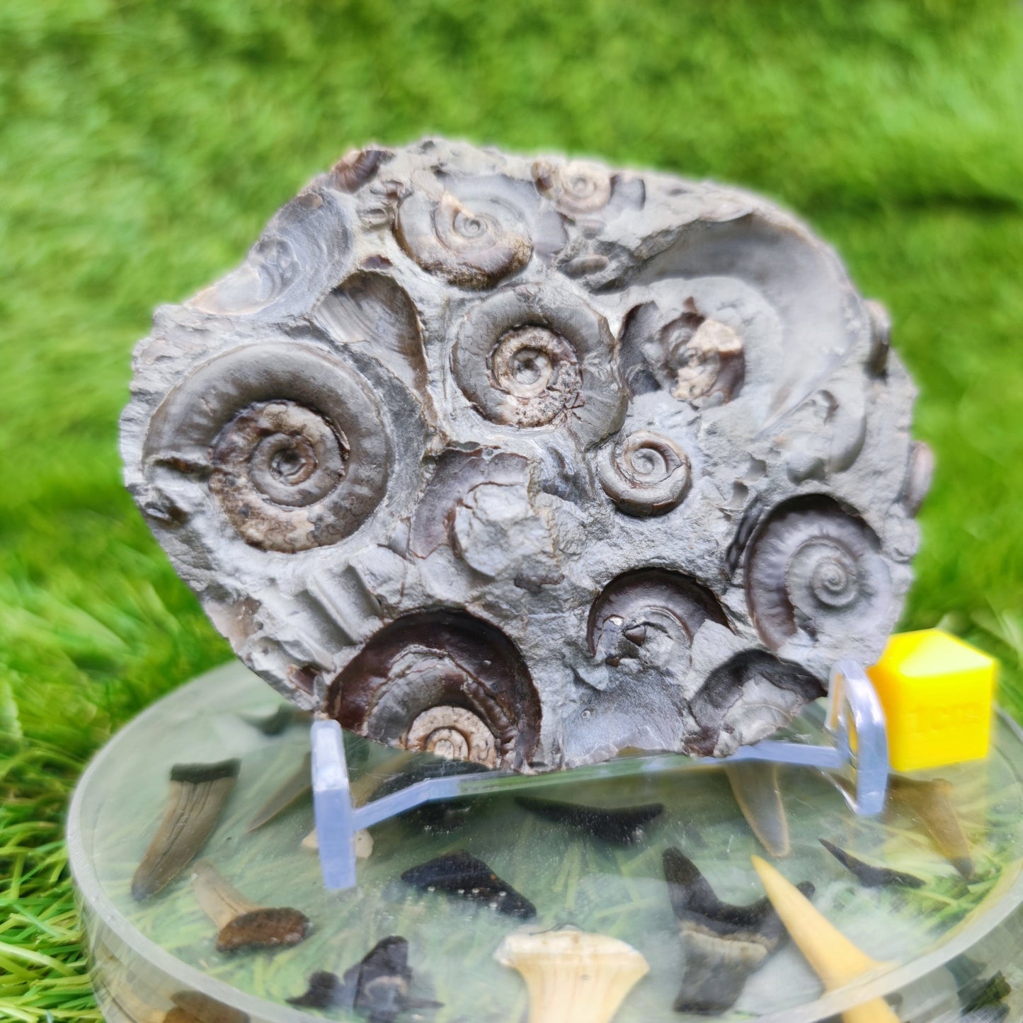 Psiloceras ammonite rare multi block lower lias - North Yorkshire Fossils