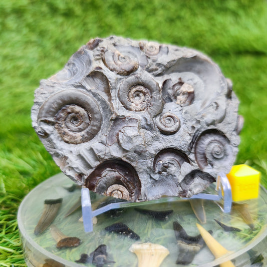 Psiloceras ammonite rare multi block lower lias - North Yorkshire Fossils
