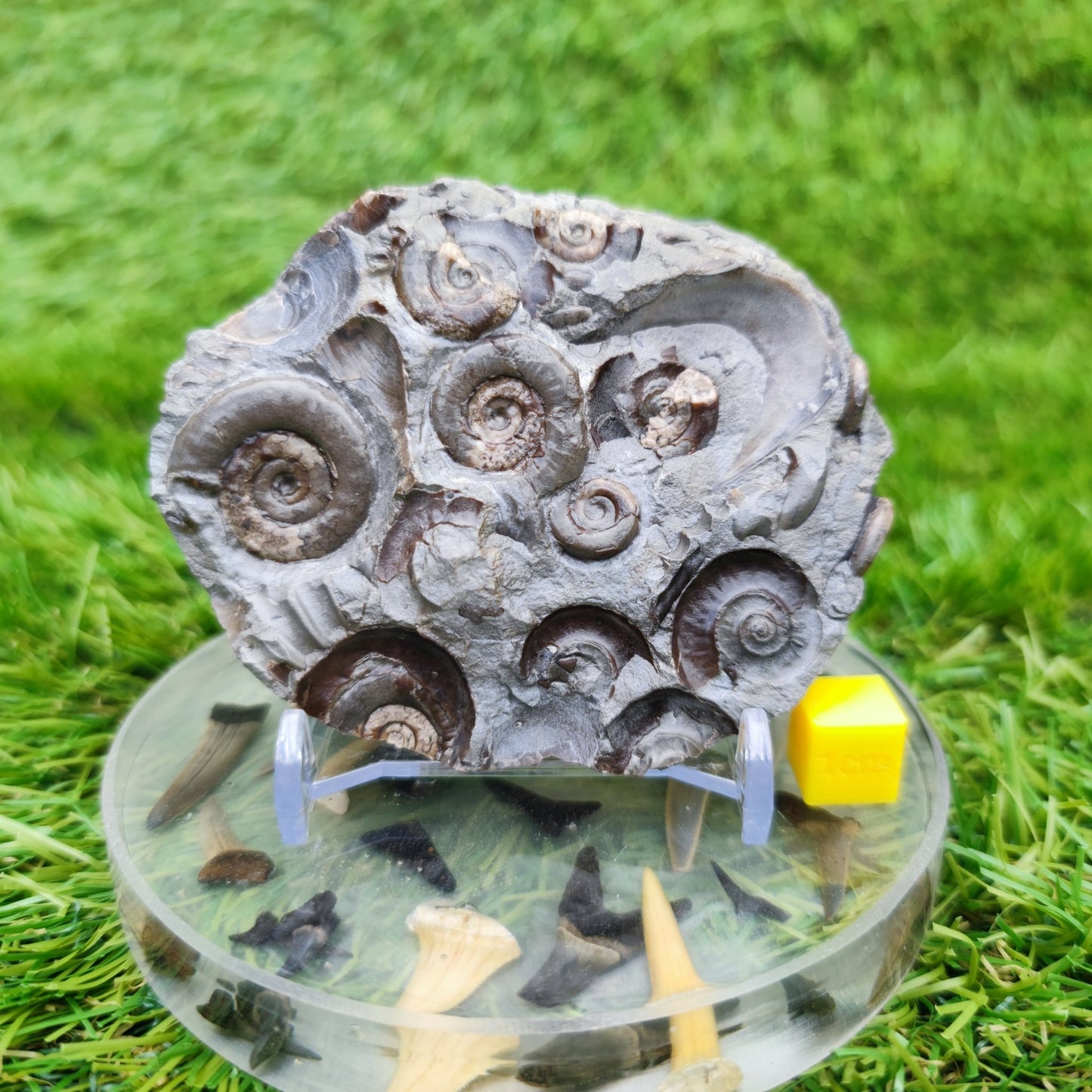 Psiloceras ammonite rare multi block lower lias - North Yorkshire Fossils