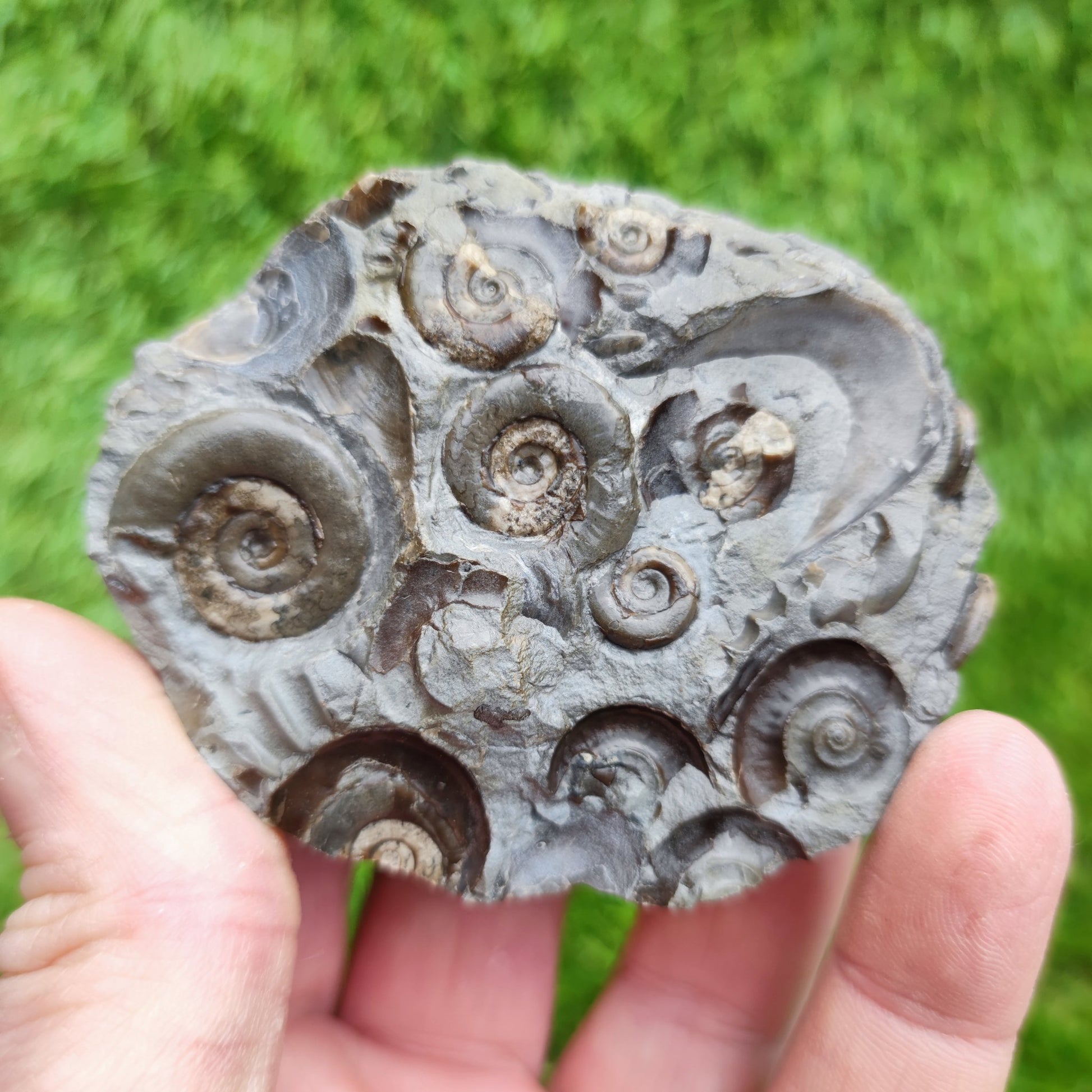 Psiloceras ammonite rare multi block lower lias - North Yorkshire Fossils
