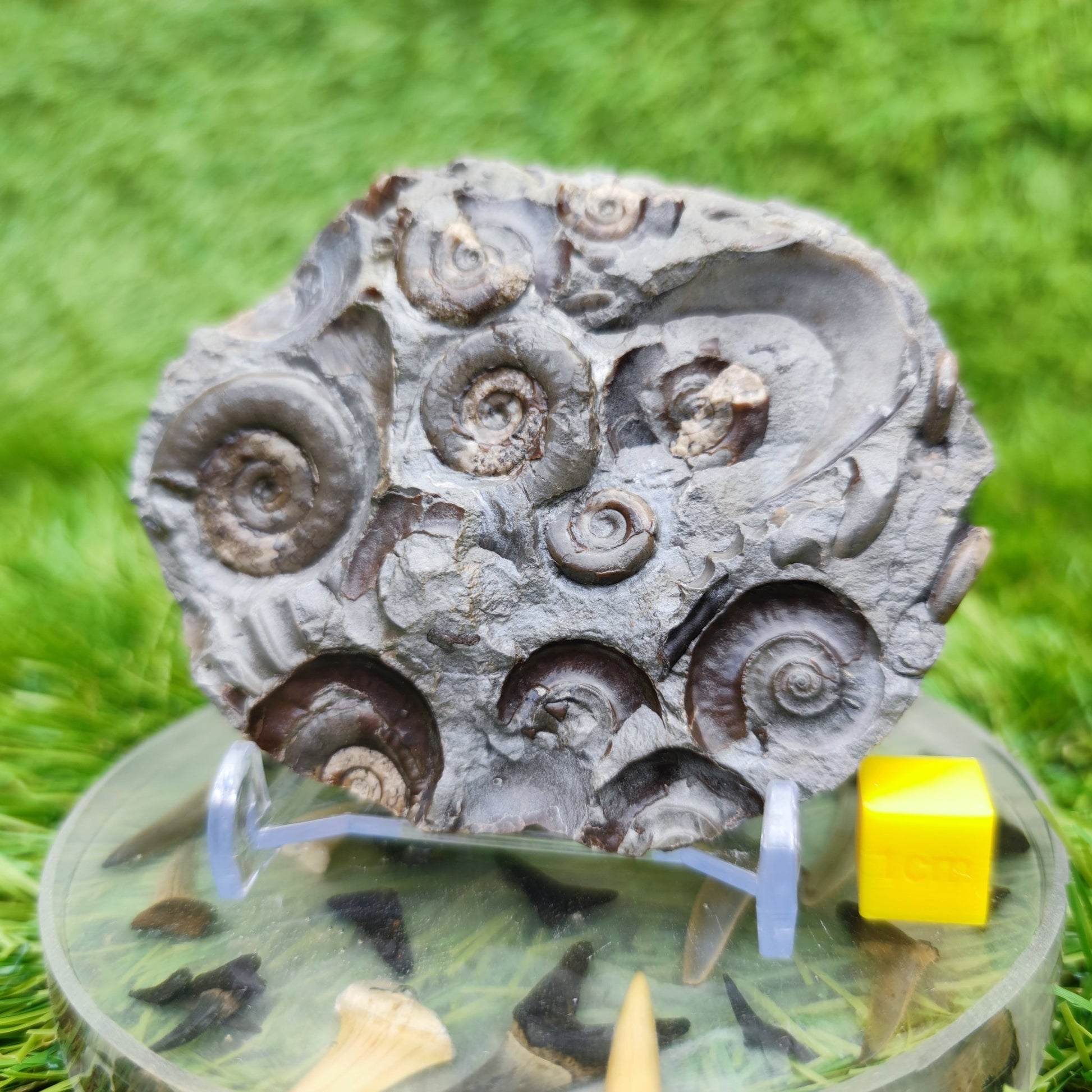 Psiloceras ammonite rare multi block lower lias - North Yorkshire Fossils