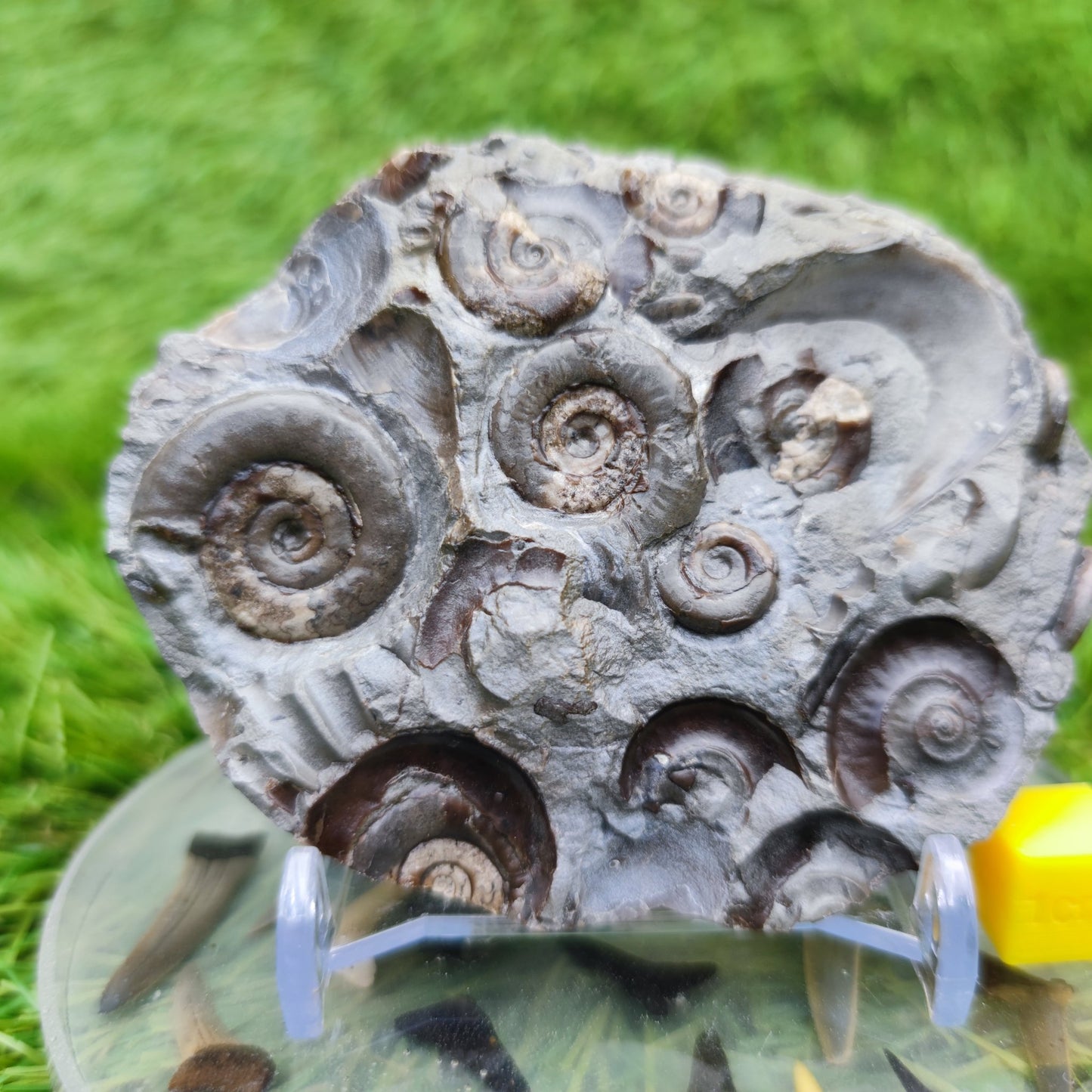 Psiloceras ammonite rare multi block lower lias - North Yorkshire Fossils