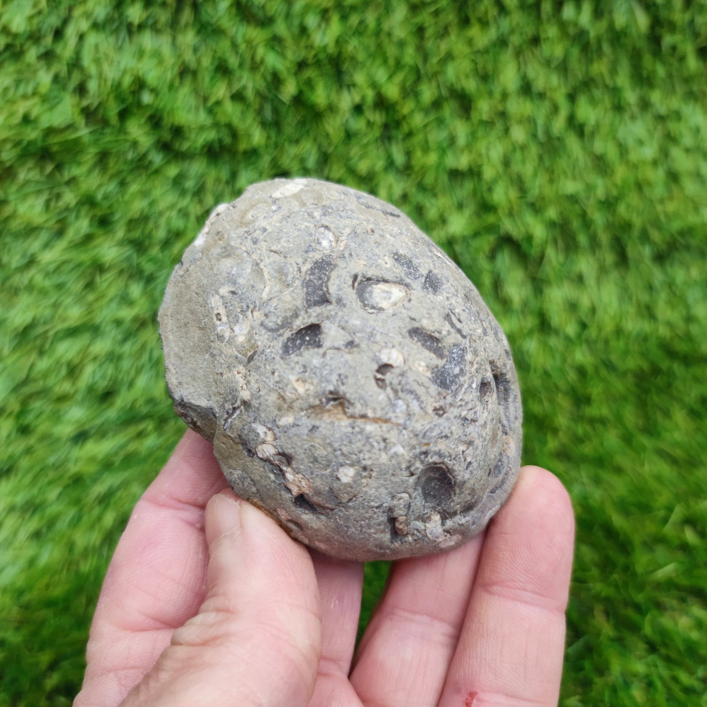 Psiloceras ammonite rare multi block lower lias - North Yorkshire Fossils