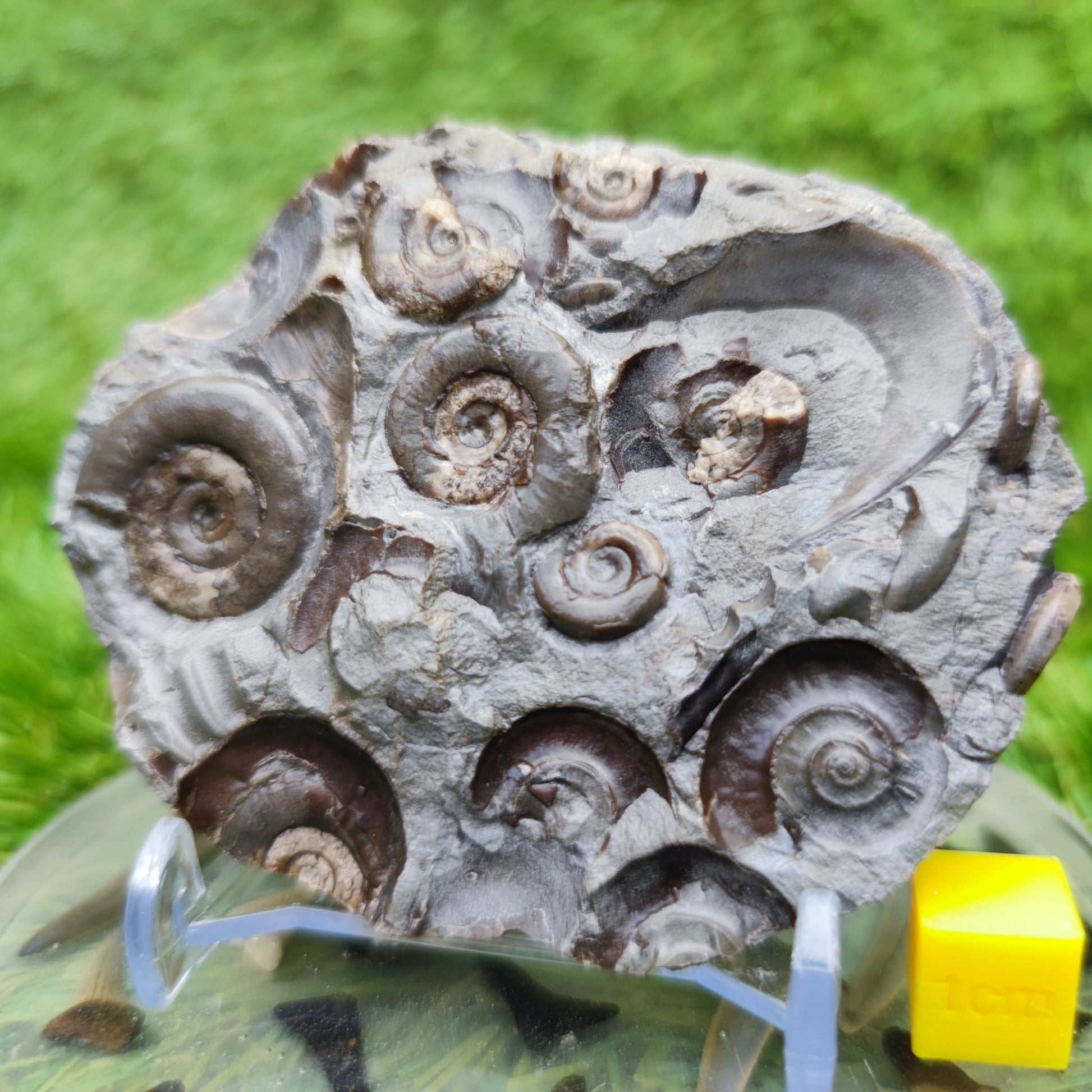 Psiloceras ammonite rare multi block lower lias - North Yorkshire Fossils