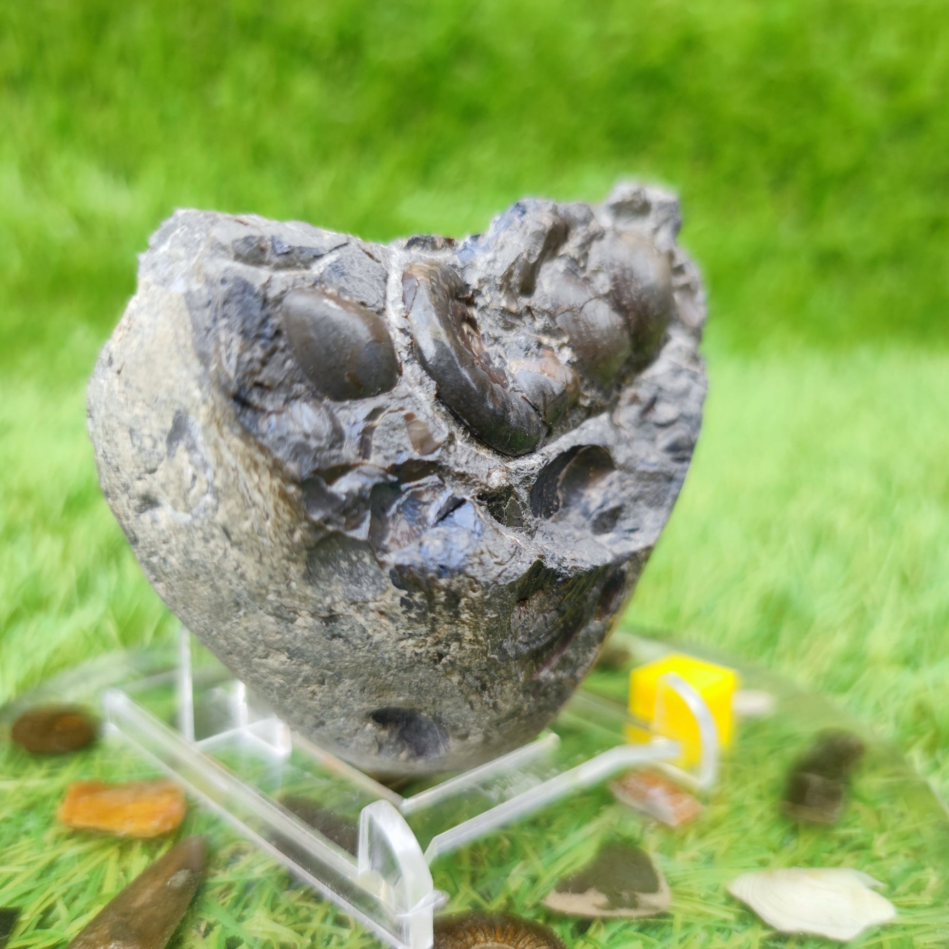 Psiloceras ammonite & shell fossil block UK very rare - North Yorkshire Fossils