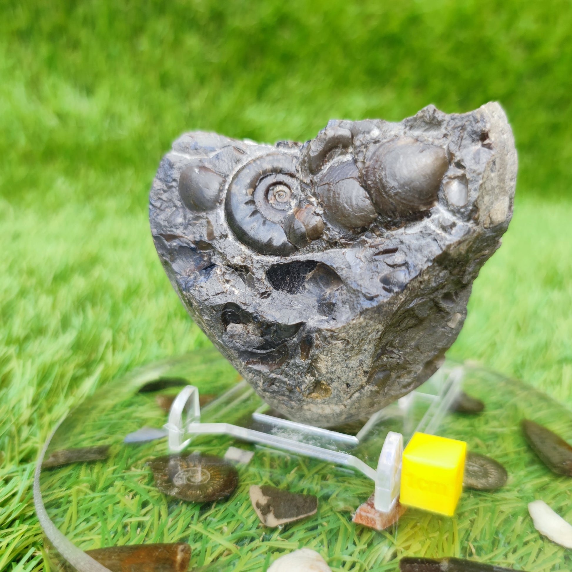 Psiloceras ammonite & shell fossil block UK very rare - North Yorkshire Fossils