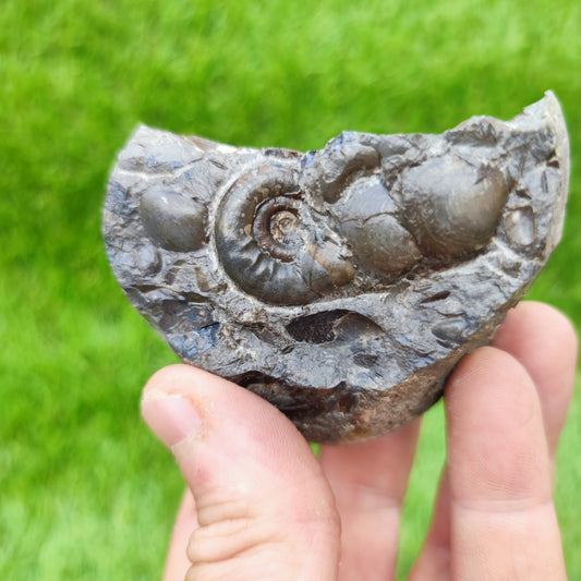 Psiloceras ammonite & shell fossil block UK very rare - North Yorkshire Fossils