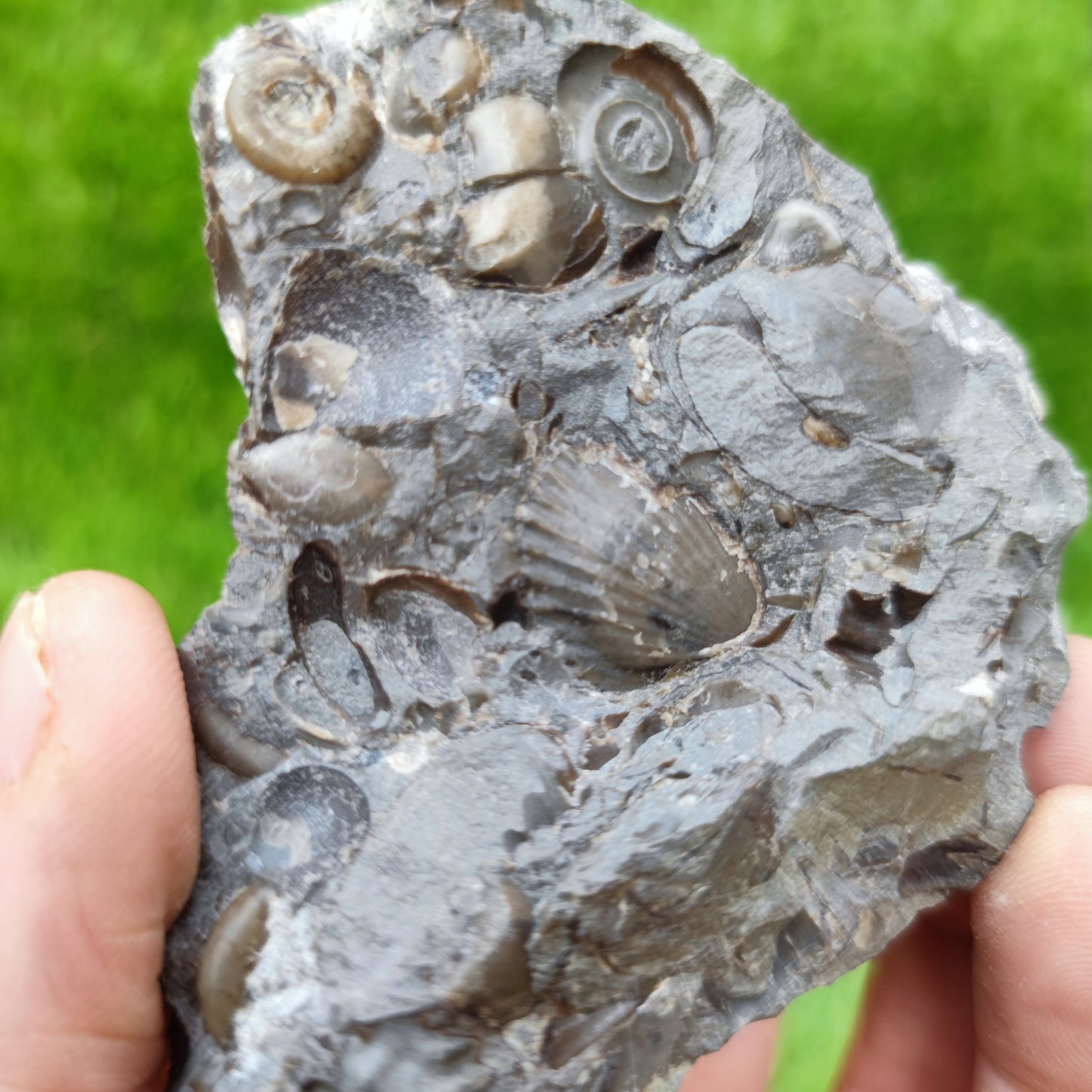 Psiloceras ammonite & shell fossil block UK very rare - North Yorkshire Fossils