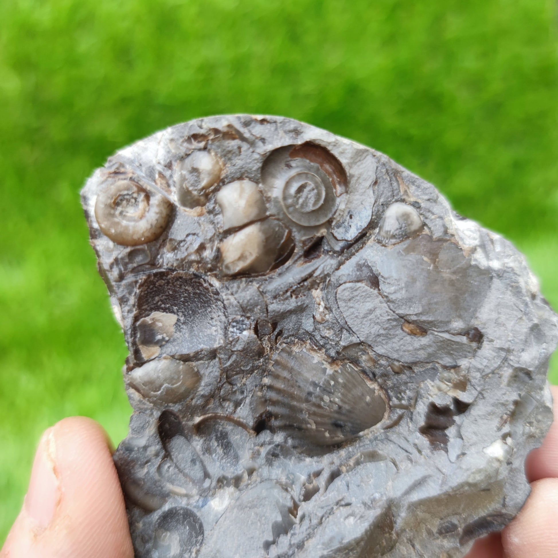 Psiloceras ammonite & shell fossil block UK very rare - North Yorkshire Fossils