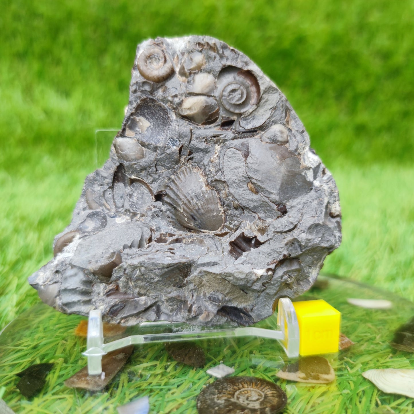 Psiloceras ammonite & shell fossil block UK very rare - North Yorkshire Fossils