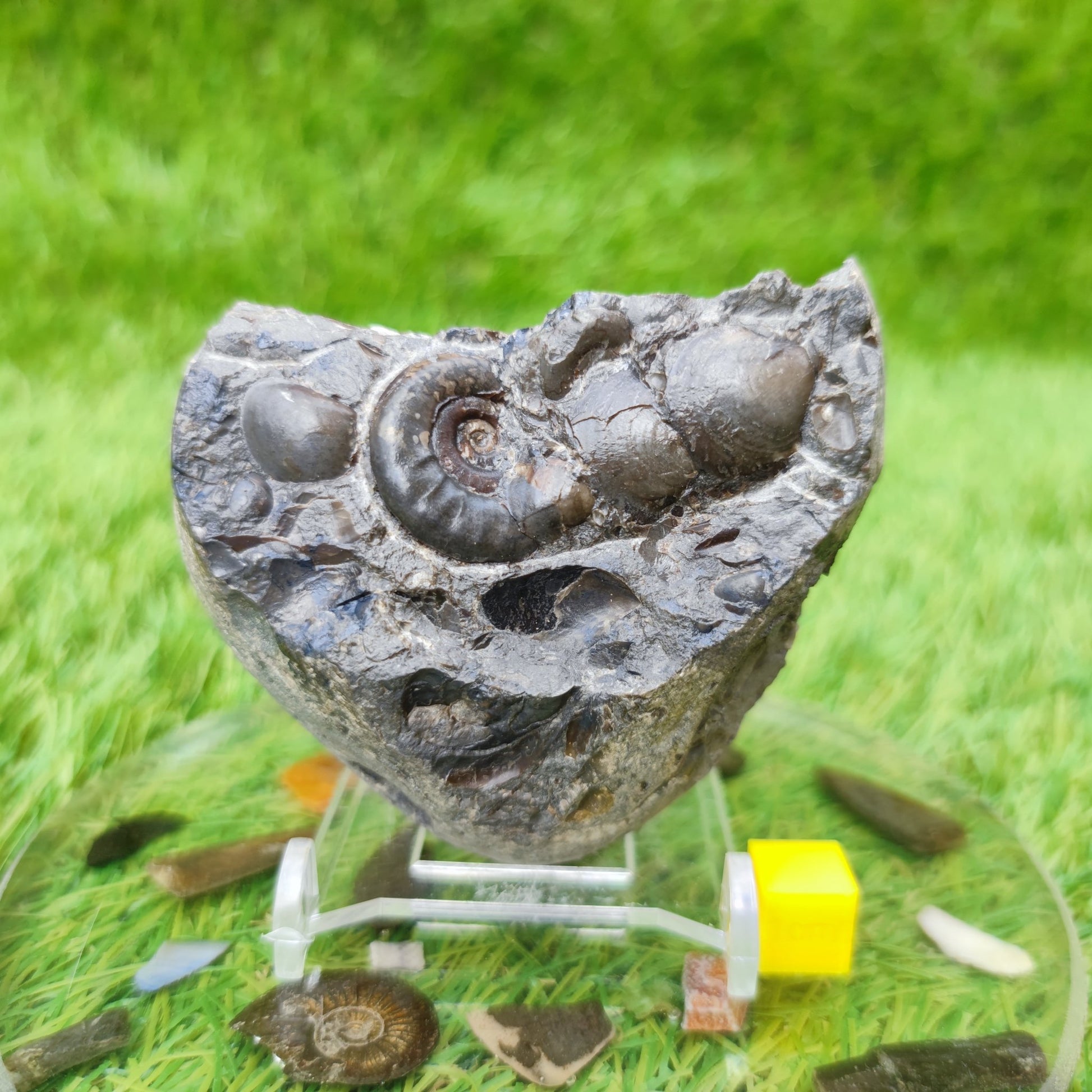 Psiloceras ammonite & shell fossil block UK very rare - North Yorkshire Fossils