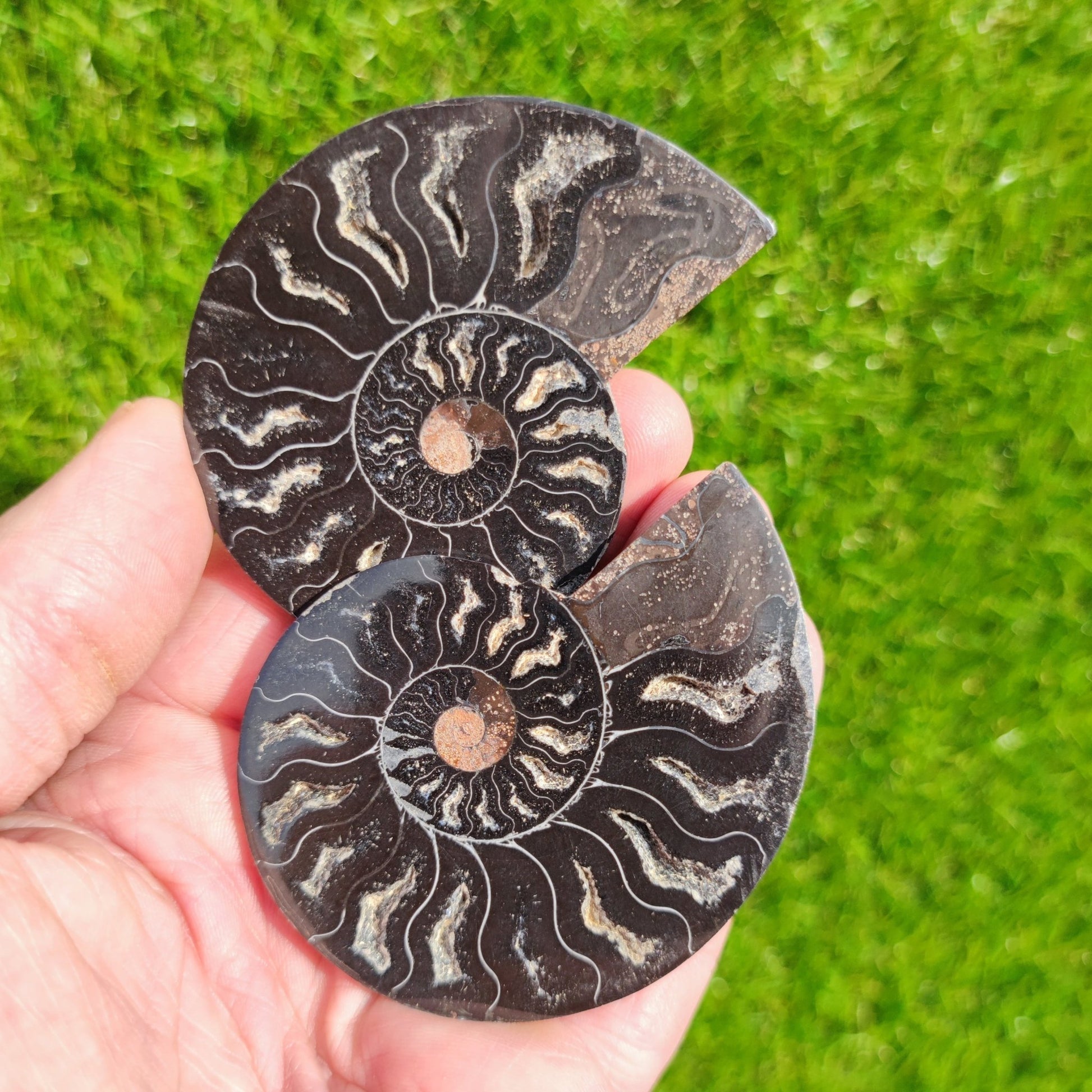 Rare black ammonite fossil cut and polished pair. - North Yorkshire Fossils
