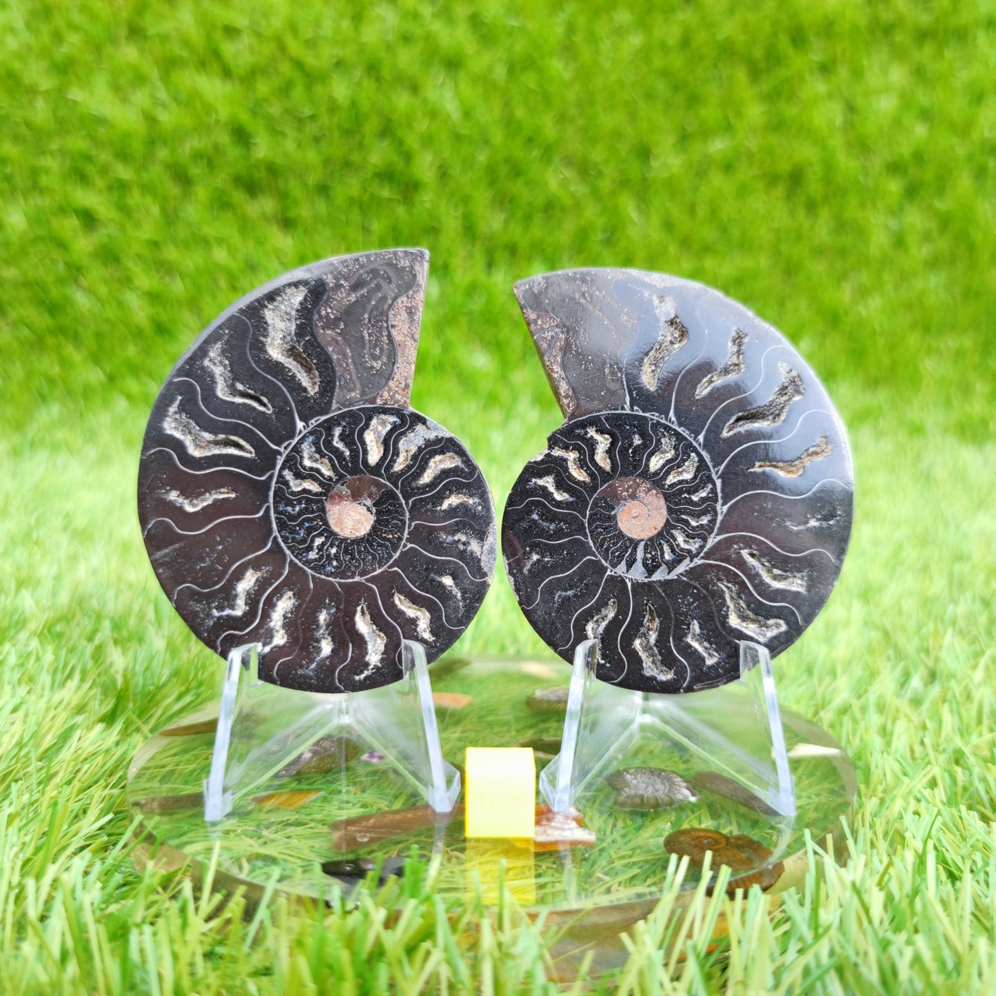 Rare black ammonite fossil cut and polished pair. - North Yorkshire Fossils