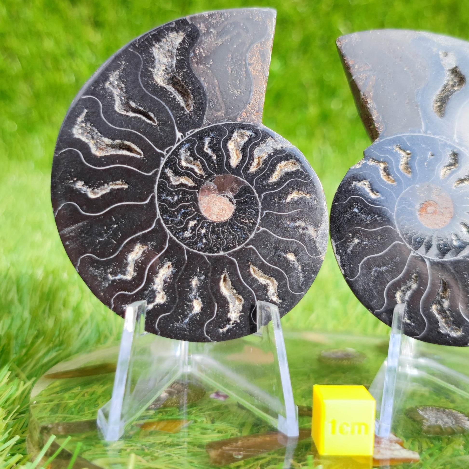 Rare black ammonite fossil cut and polished pair. - North Yorkshire Fossils