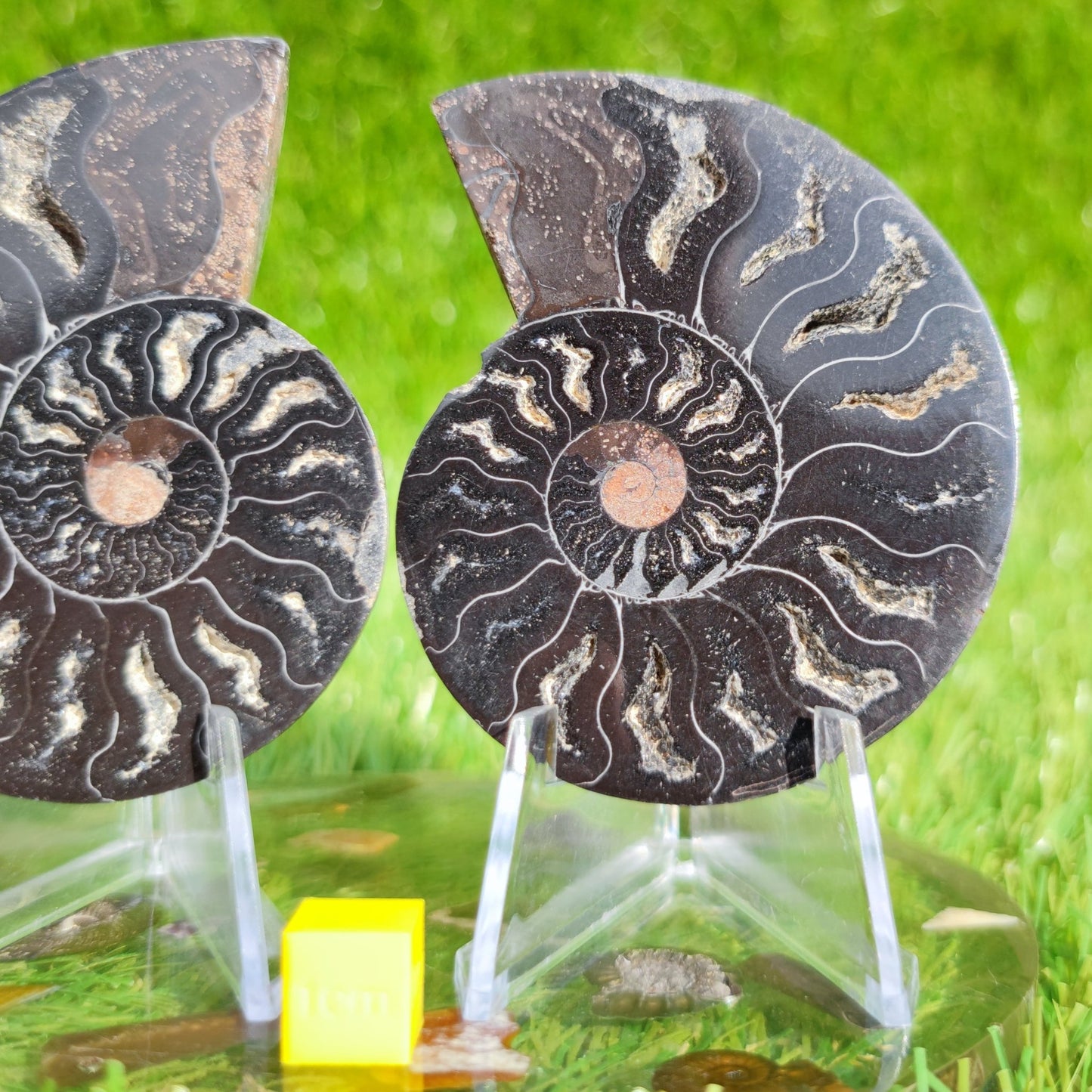 Rare black ammonite fossil cut and polished pair. - North Yorkshire Fossils