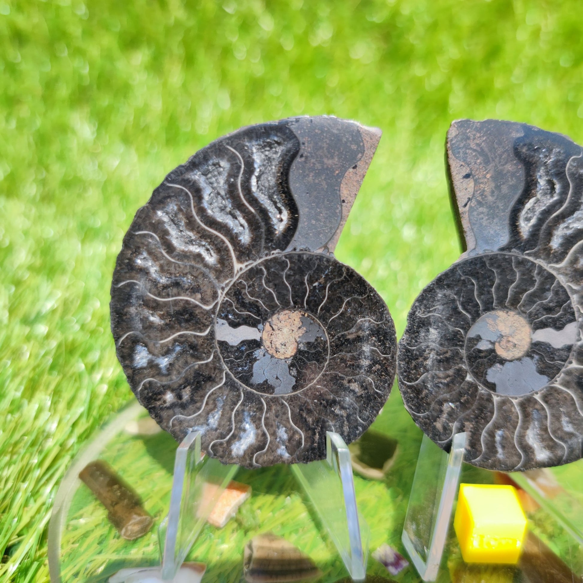 Rare black Madagascar ammonite fossil - North Yorkshire Fossils