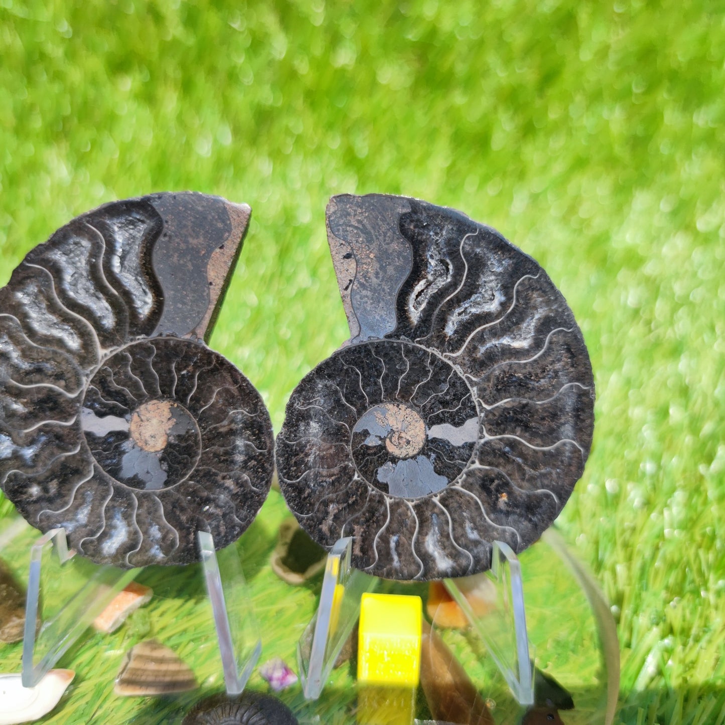 Rare black Madagascar ammonite fossil - North Yorkshire Fossils