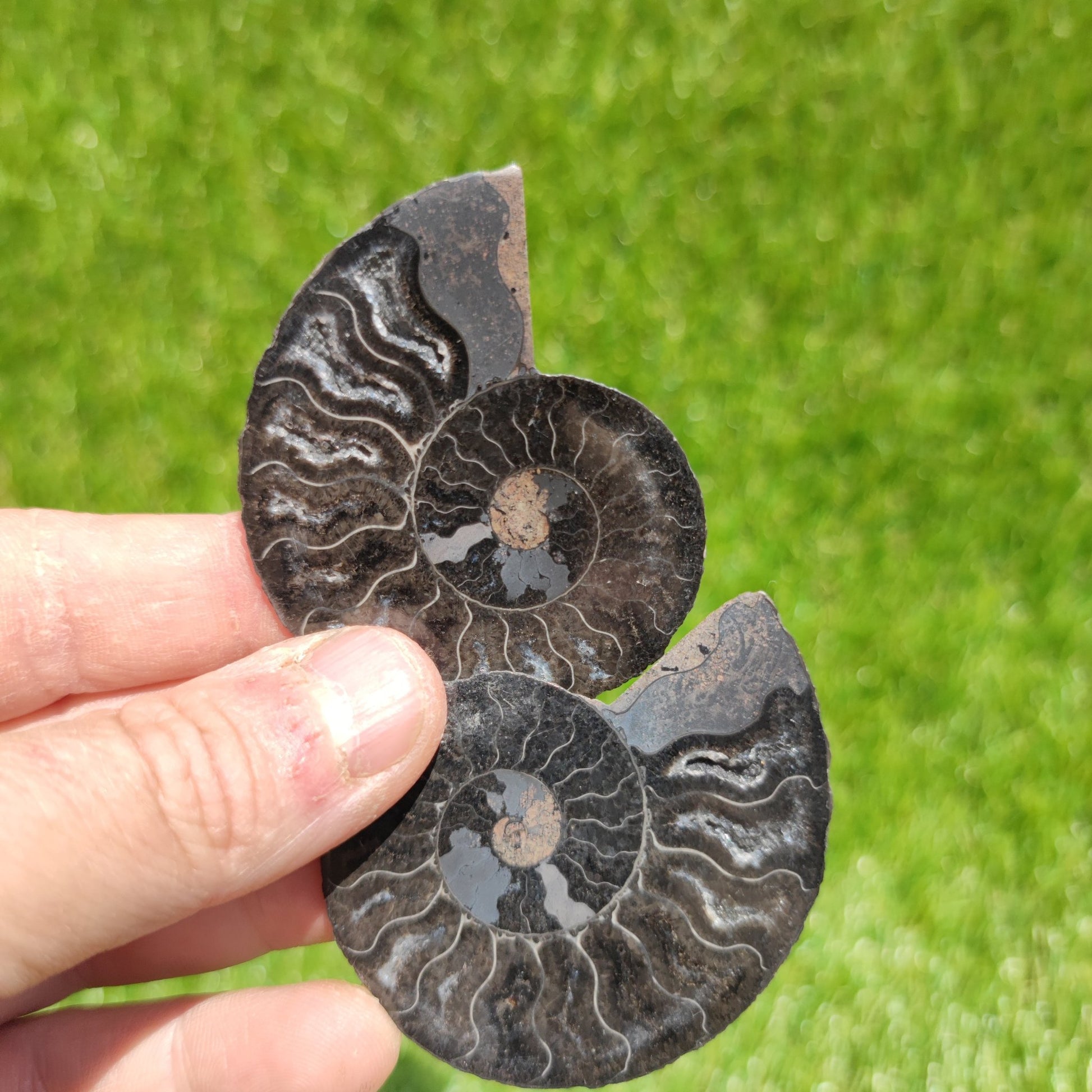 Rare black Madagascar ammonite fossil - North Yorkshire Fossils
