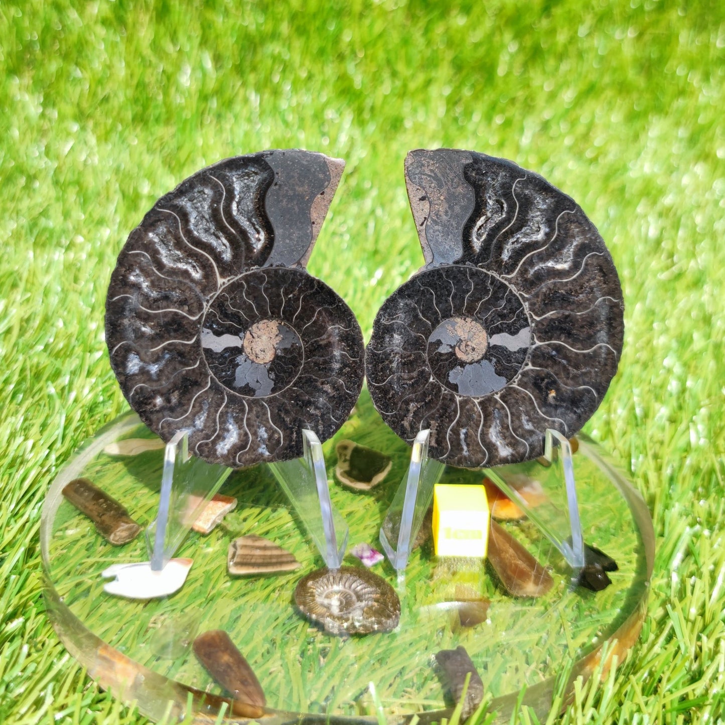Rare black Madagascar ammonite fossil - North Yorkshire Fossils