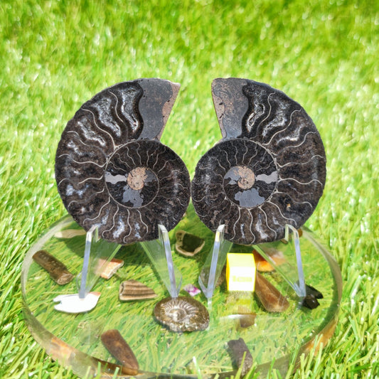 Rare black Madagascar ammonite fossil - North Yorkshire Fossils