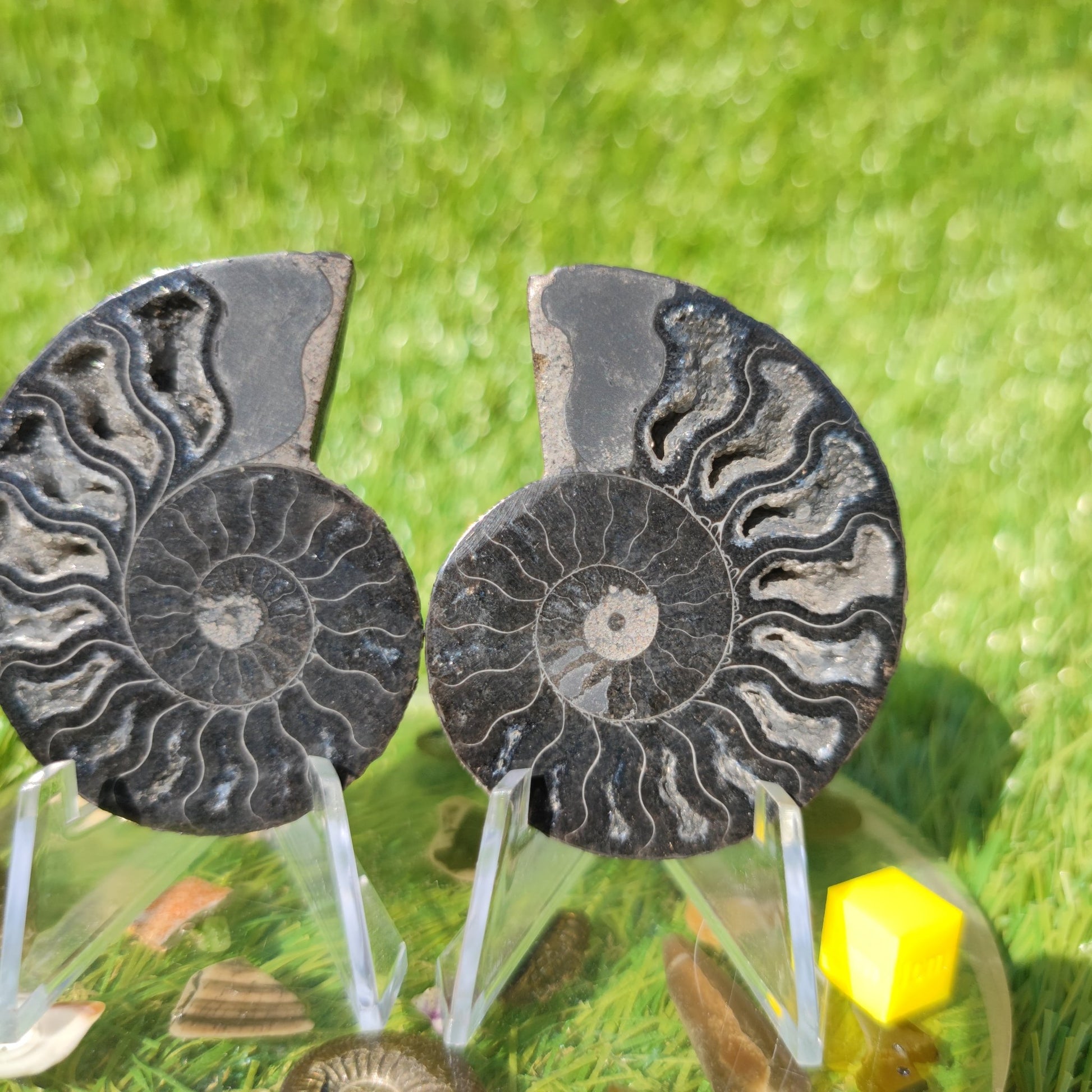 Rare black Madagascar polished ammonite fossil - North Yorkshire Fossils