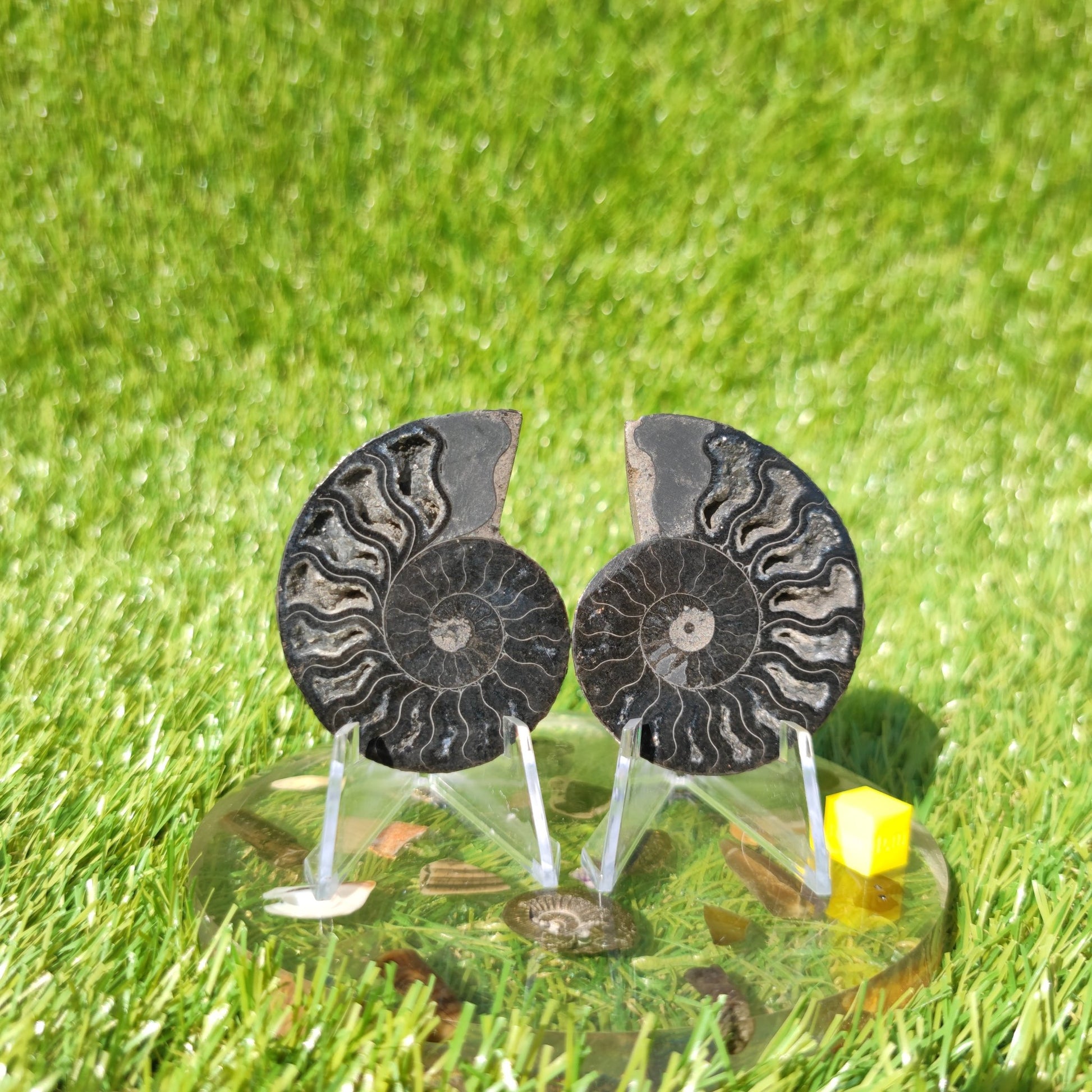 Rare black Madagascar polished ammonite fossil - North Yorkshire Fossils