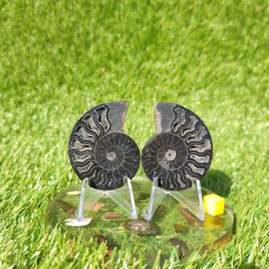 Rare black Madagascar polished ammonite fossil - North Yorkshire Fossils