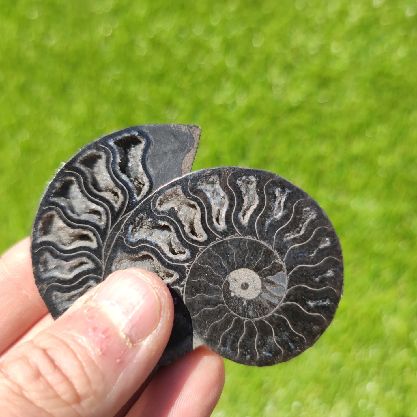 Rare black Madagascar polished ammonite fossil - North Yorkshire Fossils
