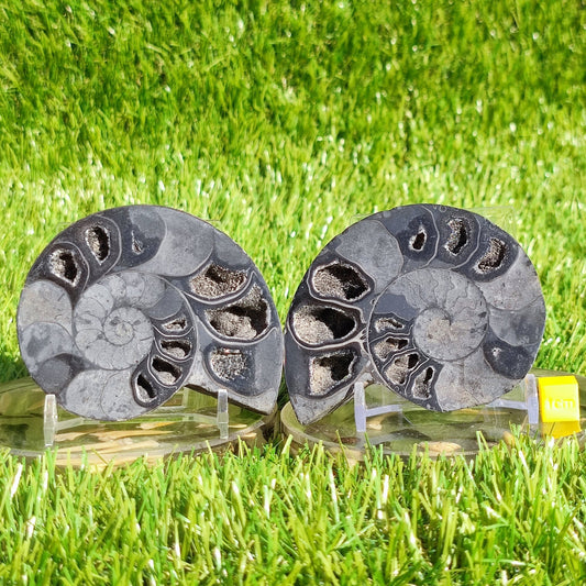Rare black polished Madagascar ammonite fossil pair - North Yorkshire Fossils