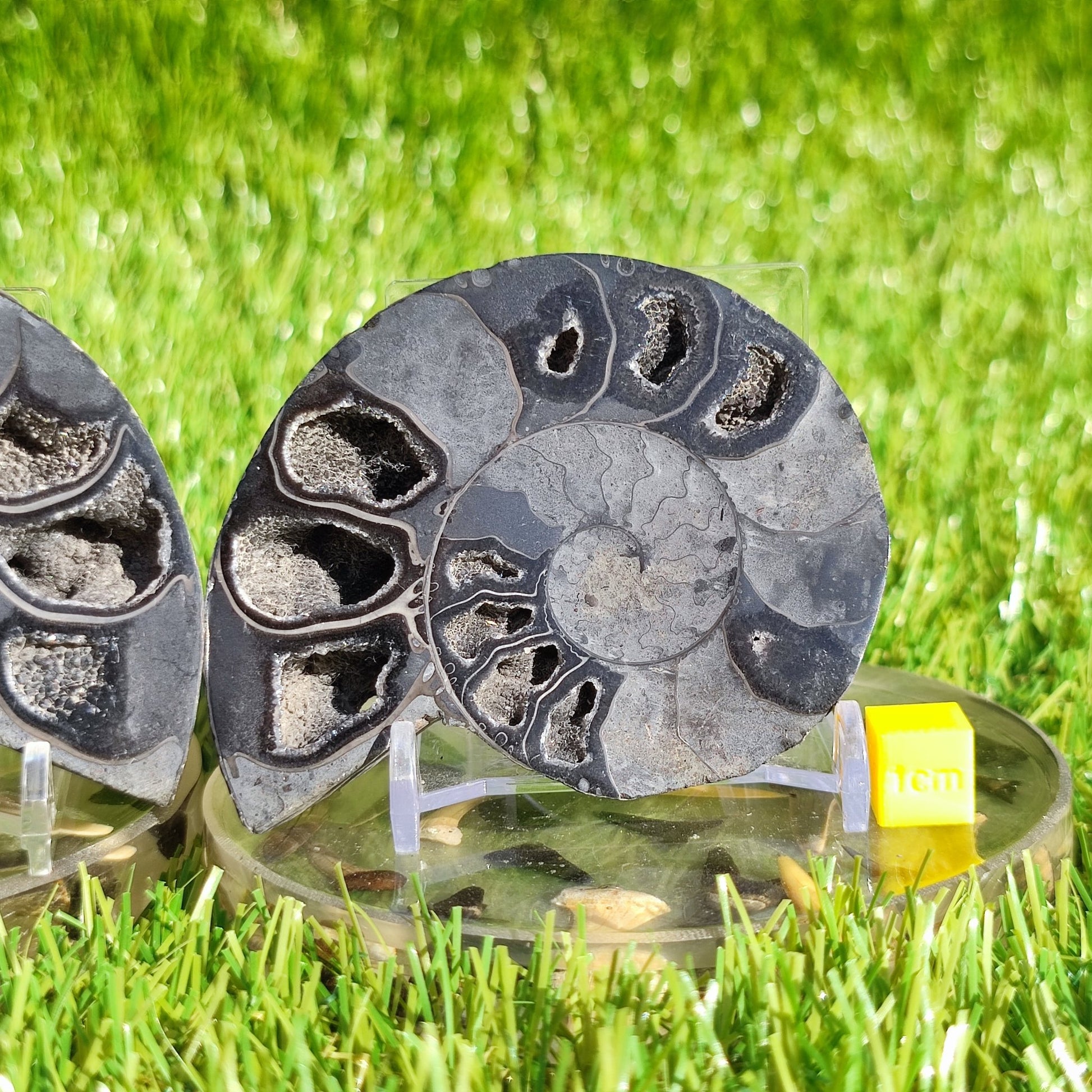 Rare black polished Madagascar ammonite fossil pair - North Yorkshire Fossils