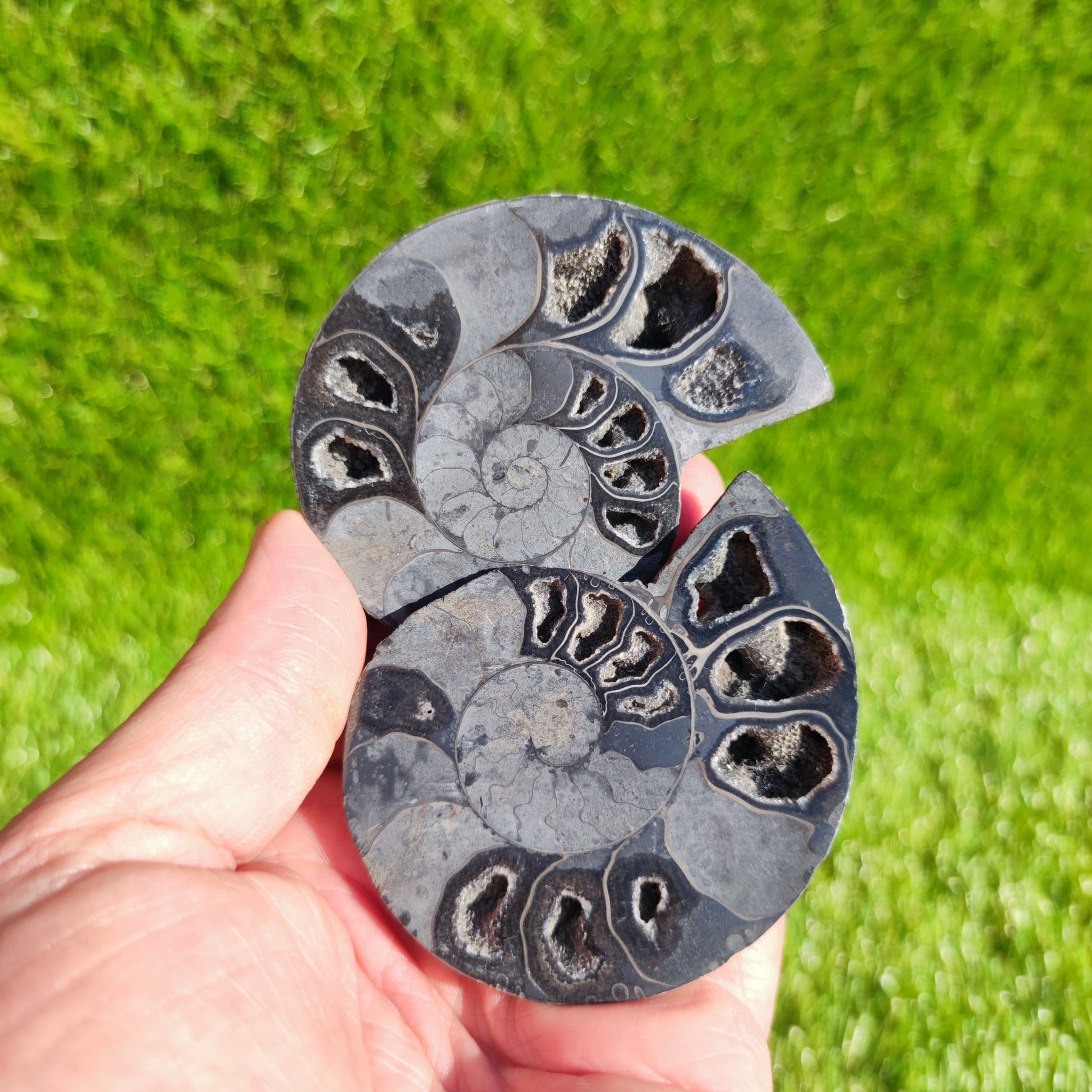 Rare black polished Madagascar ammonite fossil pair - North Yorkshire Fossils