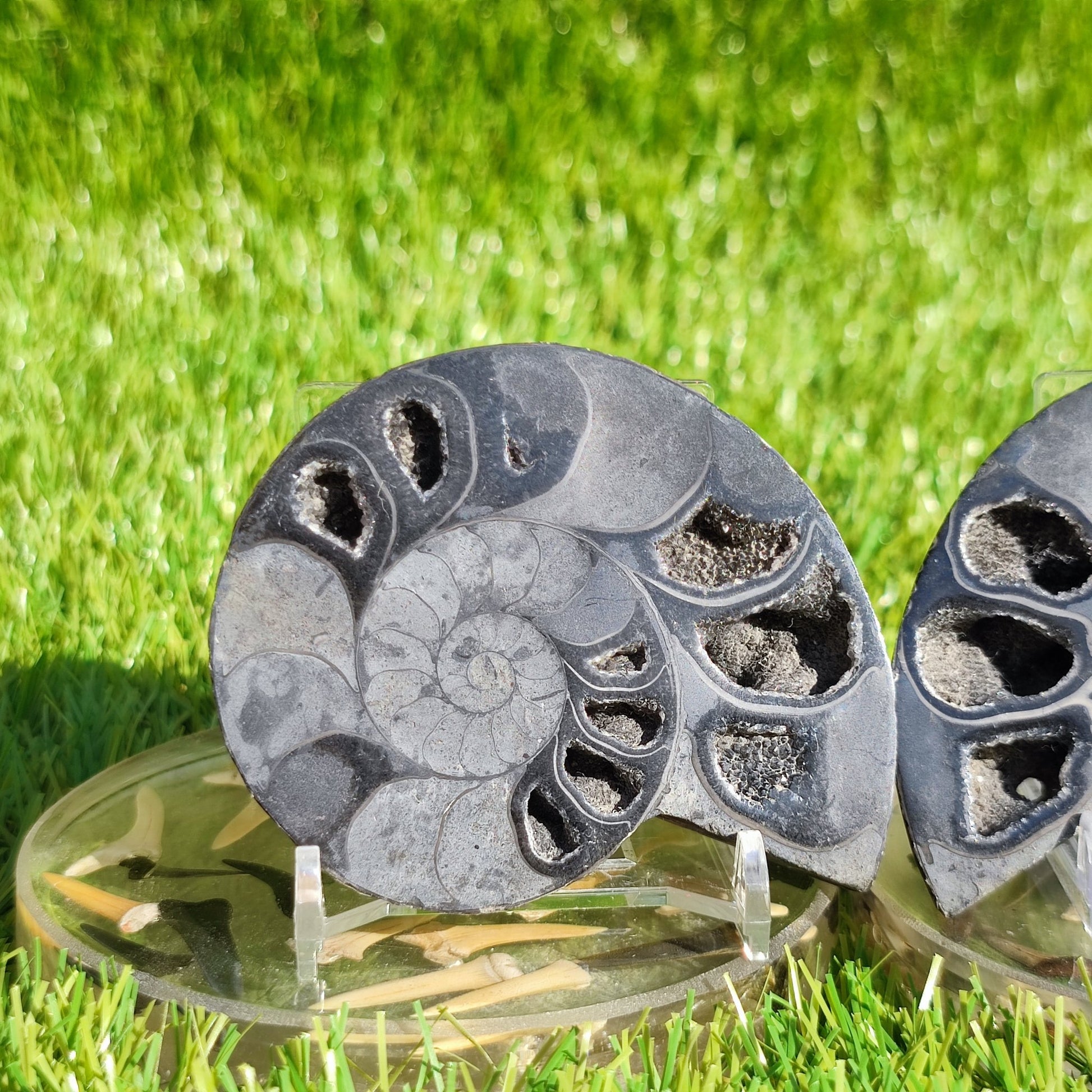 Rare black polished Madagascar ammonite fossil pair - North Yorkshire Fossils