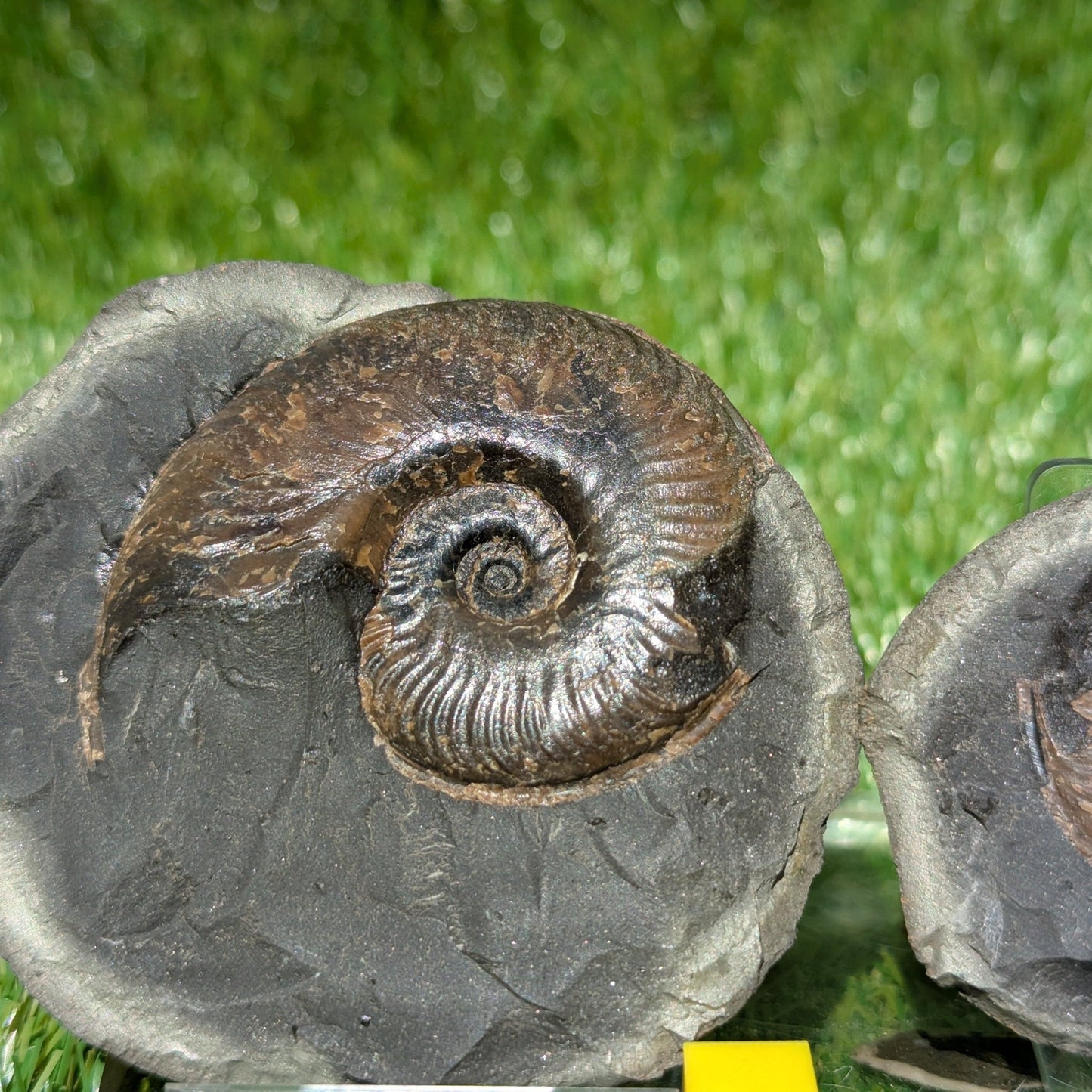 Rare ovaticeras ammonite split pair North Yorkshire fossils - North Yorkshire Fossils