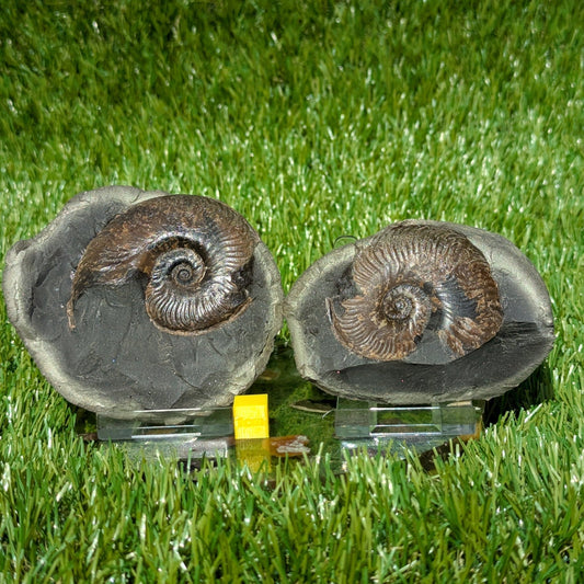 Rare ovaticeras ammonite split pair North Yorkshire fossils - North Yorkshire Fossils