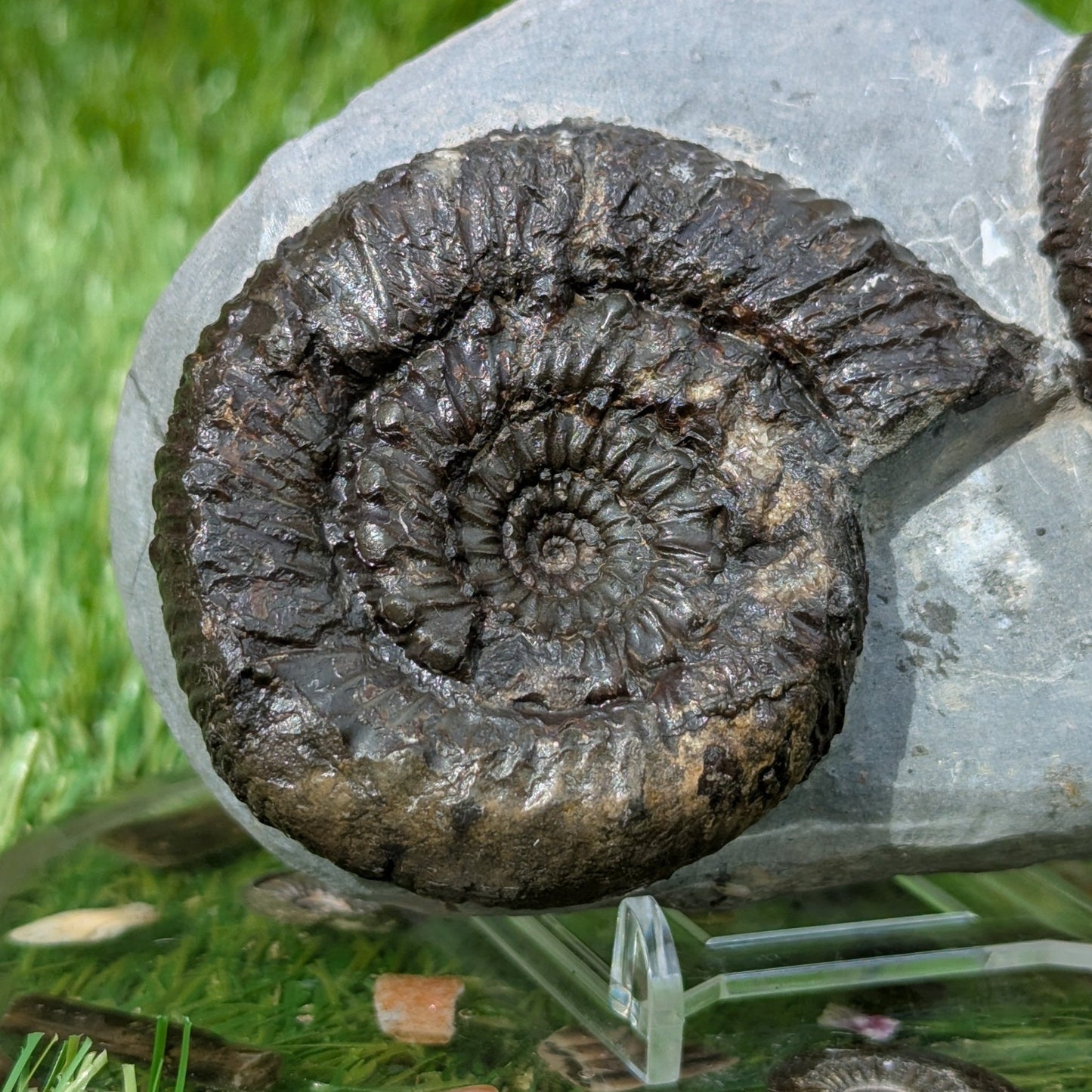Rare peronoceras ammonite double North Yorkshire fossils - North Yorkshire Fossils