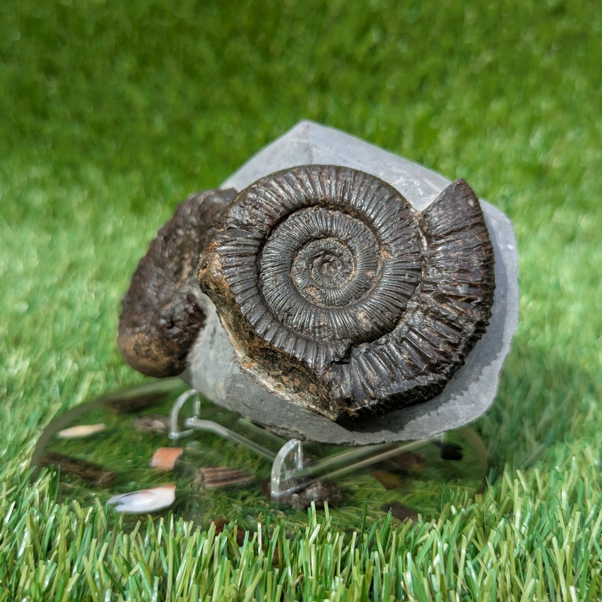 Rare peronoceras ammonite double North Yorkshire fossils - North Yorkshire Fossils